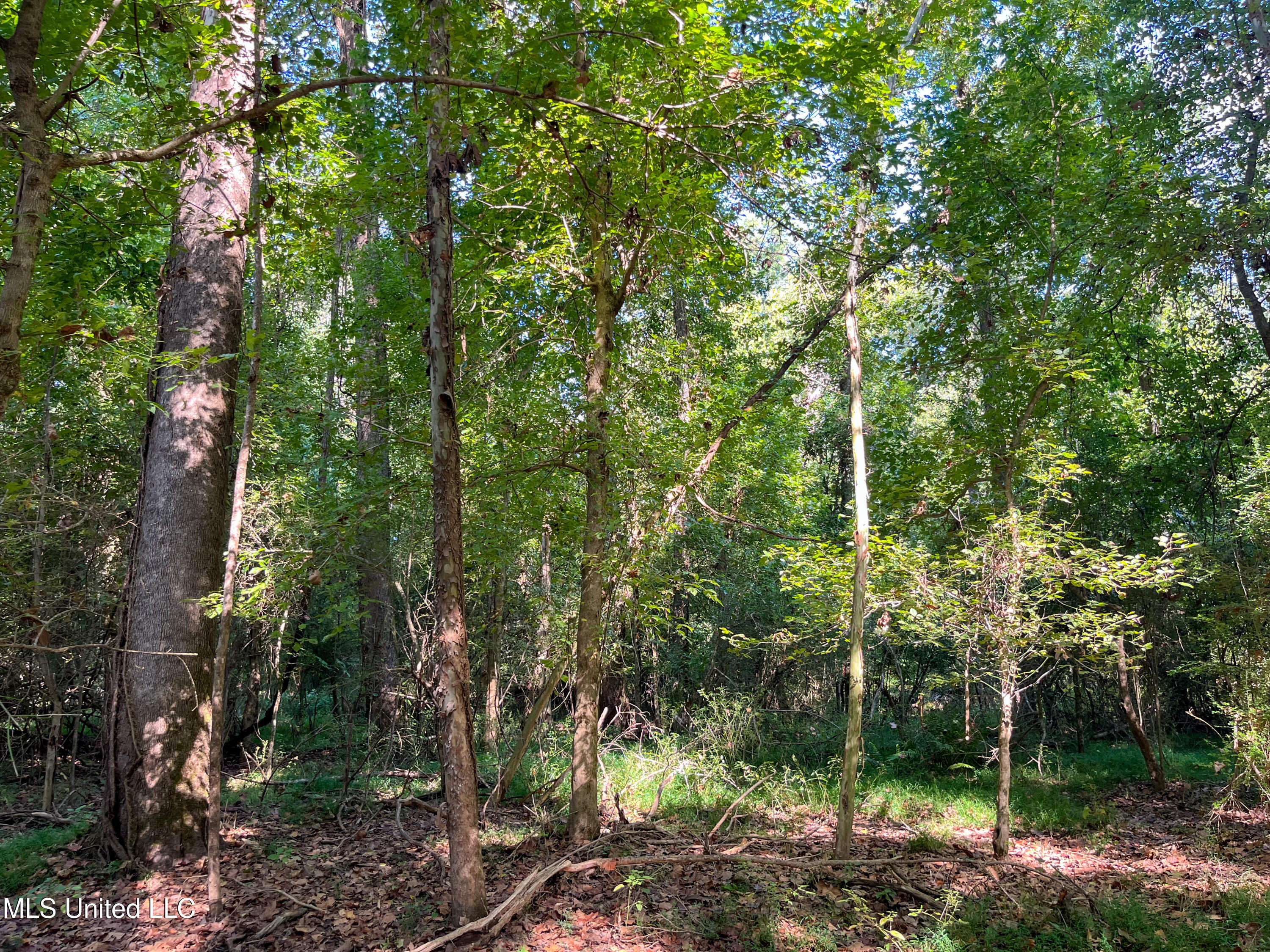 Moonmist Drive Property Photo 29