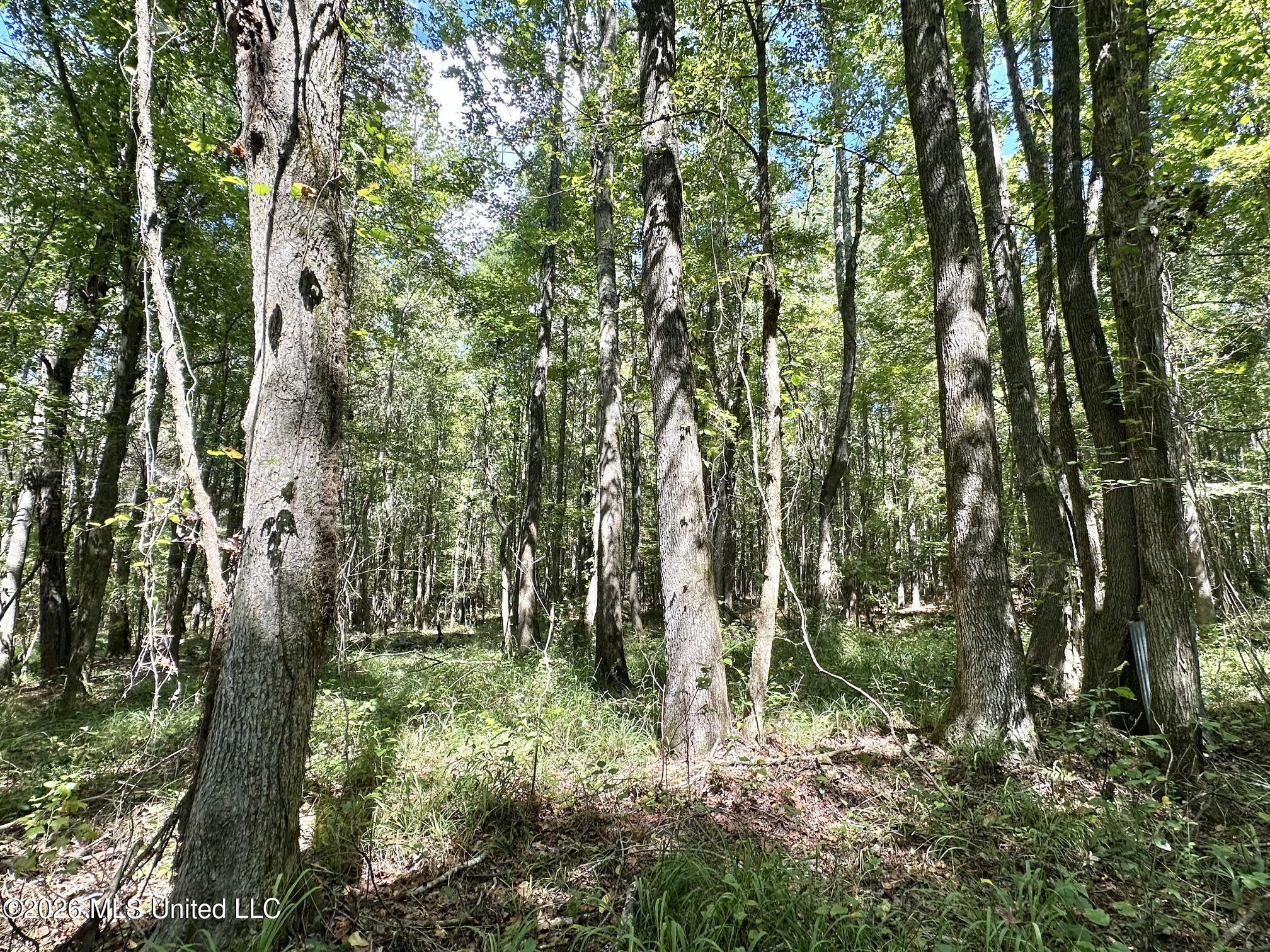 00 Race Track Road Property Photo 15