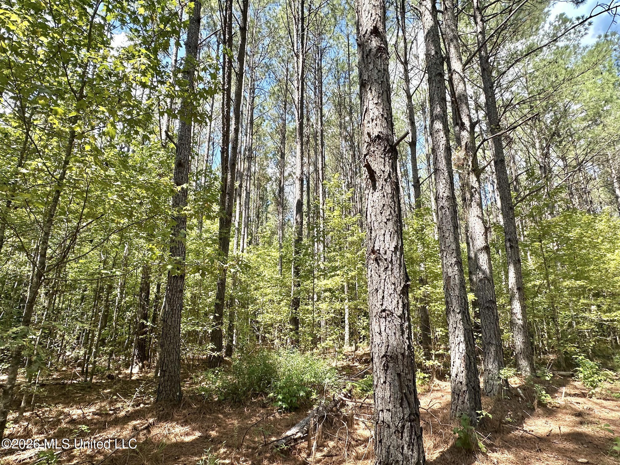 00 Race Track Road Property Photo 17