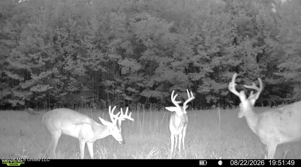 00 Race Track Road Property Photo 40