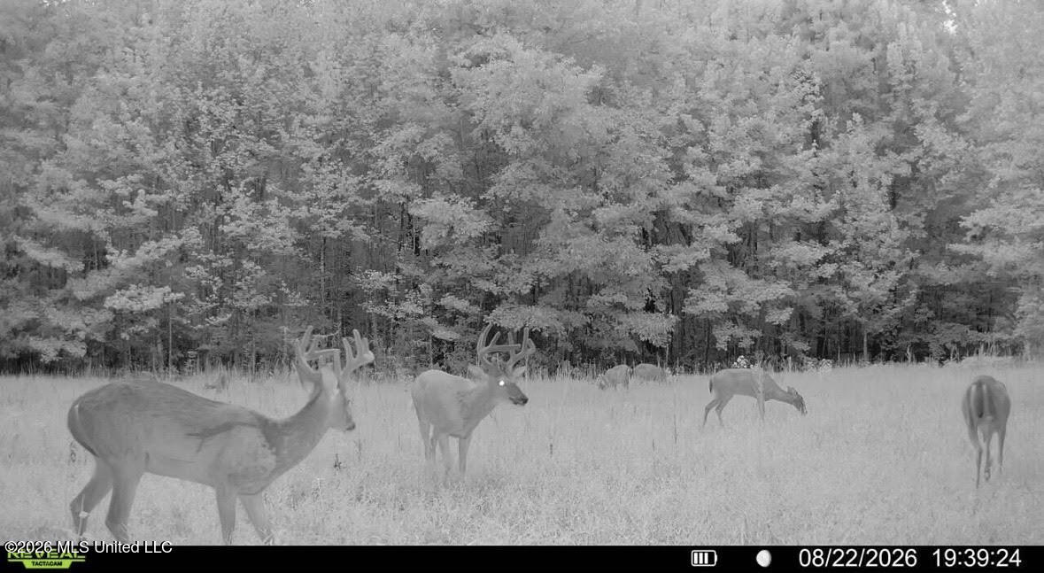 00 Race Track Road Property Photo 41