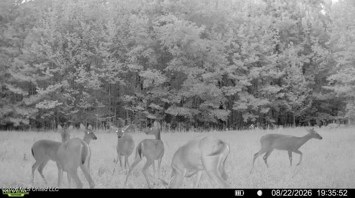 00 Race Track Road Property Photo 42