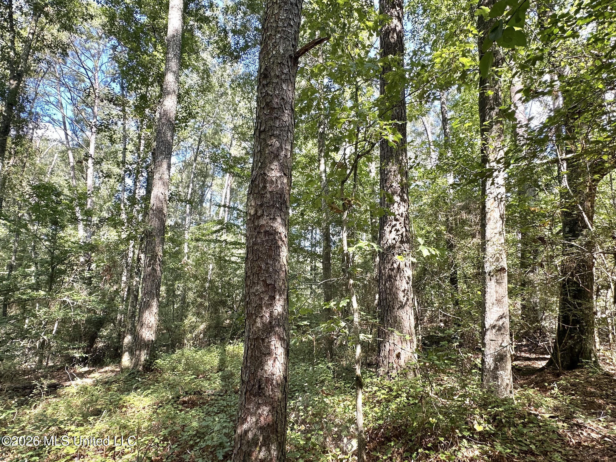 3 Dry Creek Road Property Photo 5