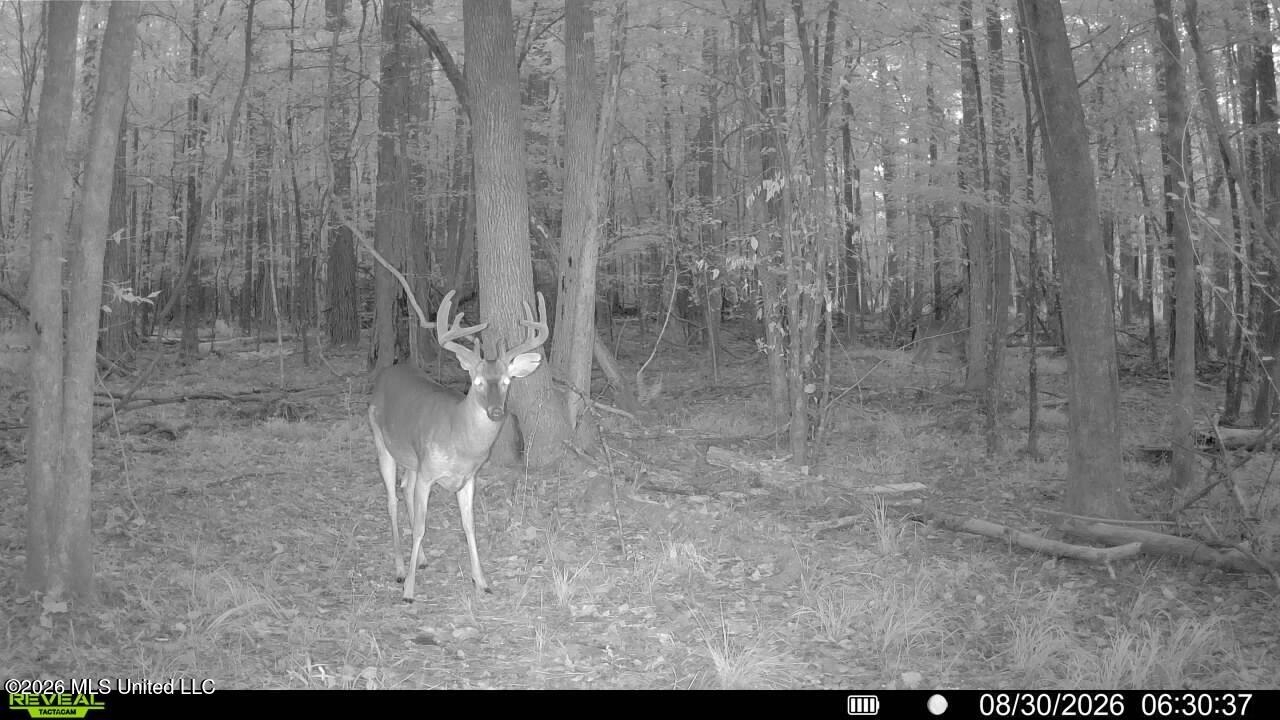 Johns Shiloh Road Property Photo 121
