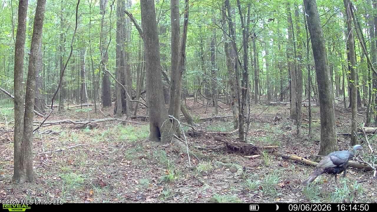 Johns Shiloh Road Property Photo 126