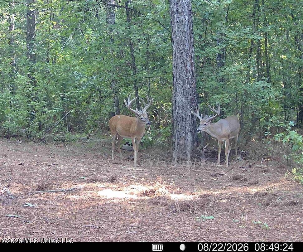 00114 Pocahontas Road Property Photo 3