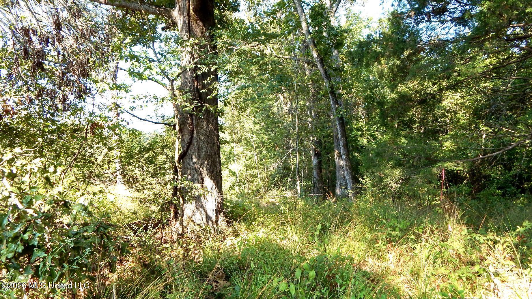 275 County Road 239 Property Photo 9