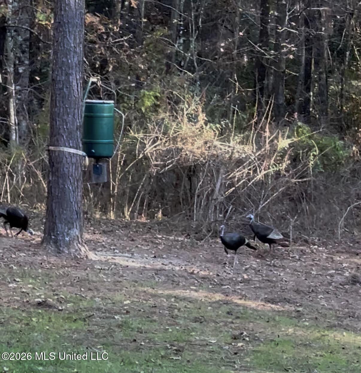 5582 White Apple Road Property Photo 8