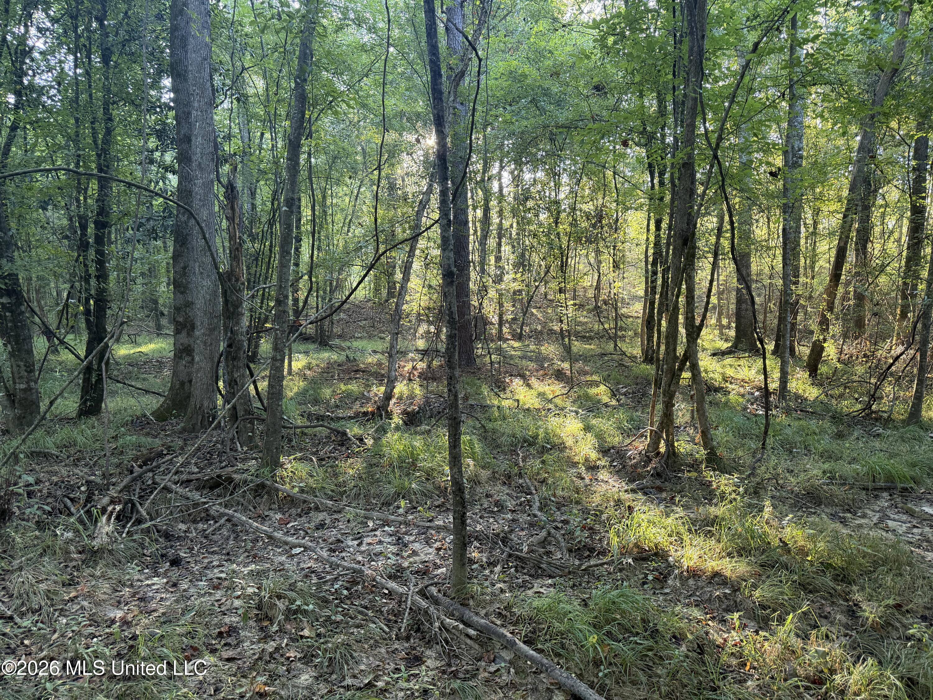 5582 White Apple Road Property Photo 18