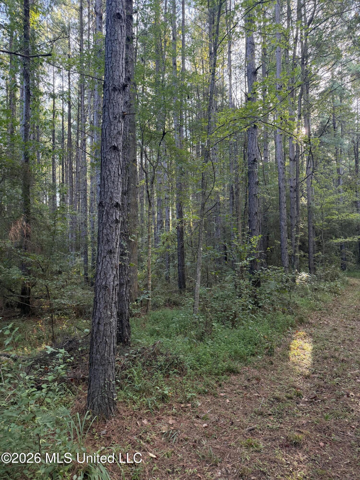 5582 White Apple Road Property Photo 33