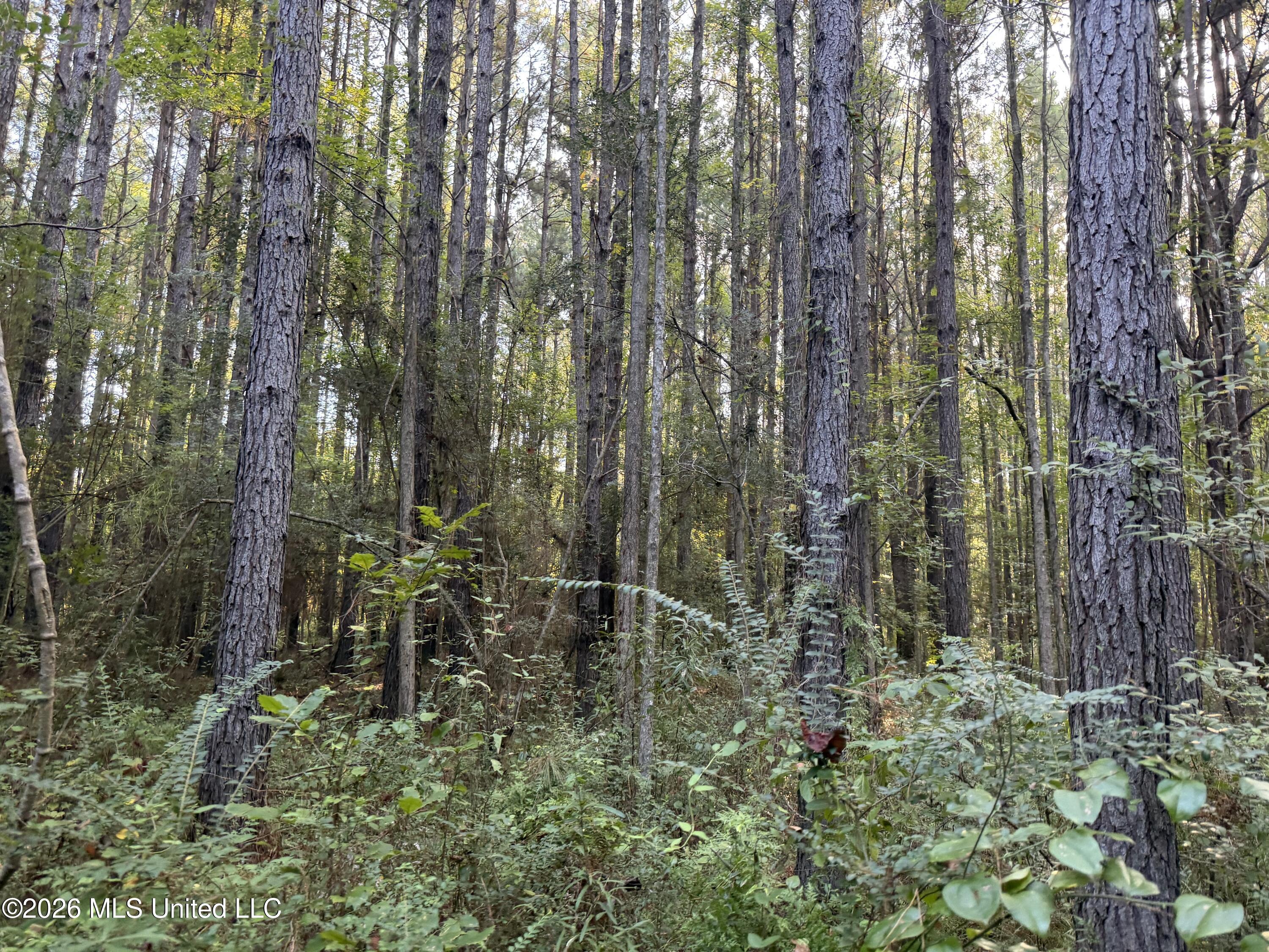 5582 White Apple Road Property Photo 35