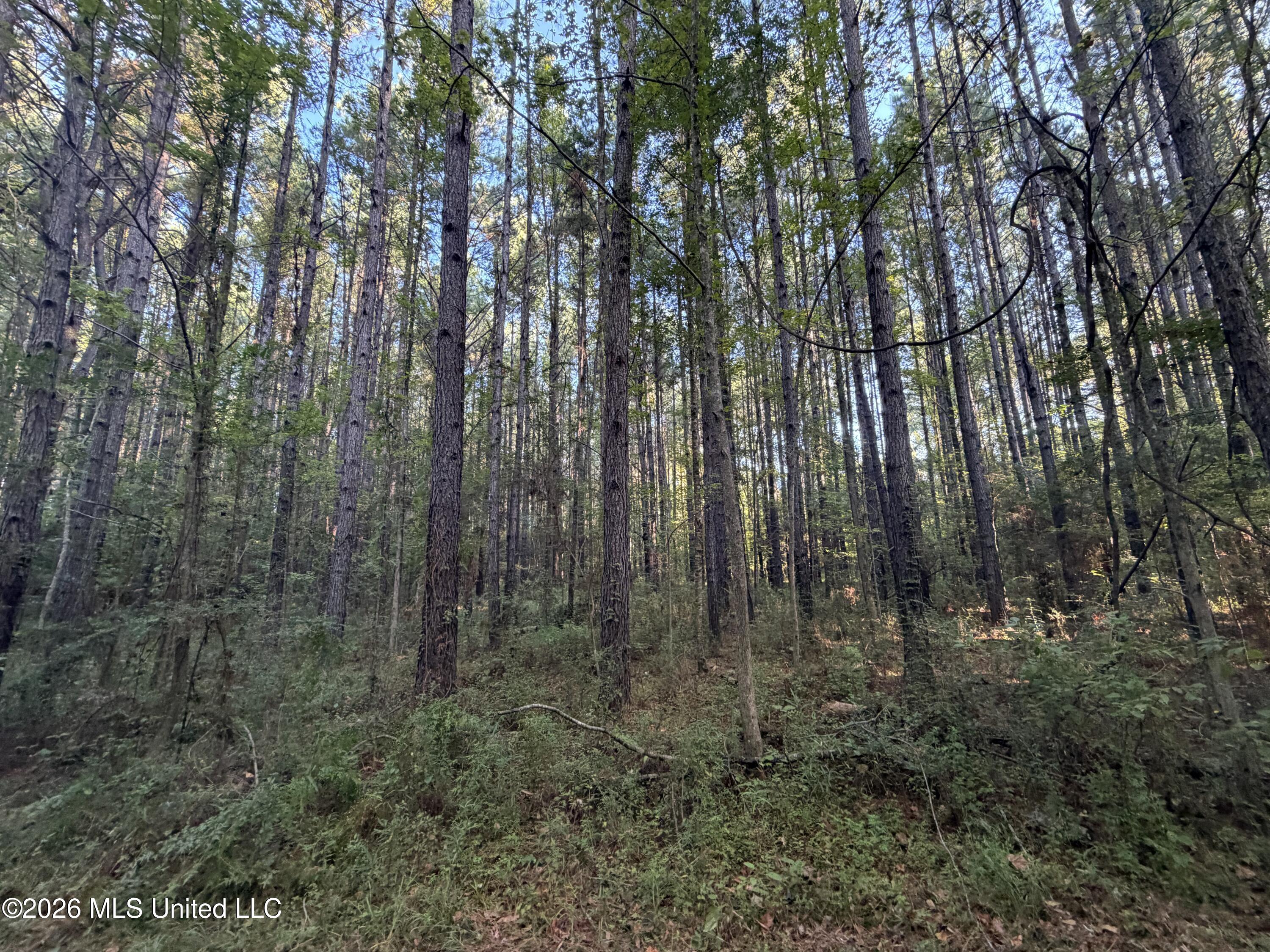 5582 White Apple Road Property Photo 41