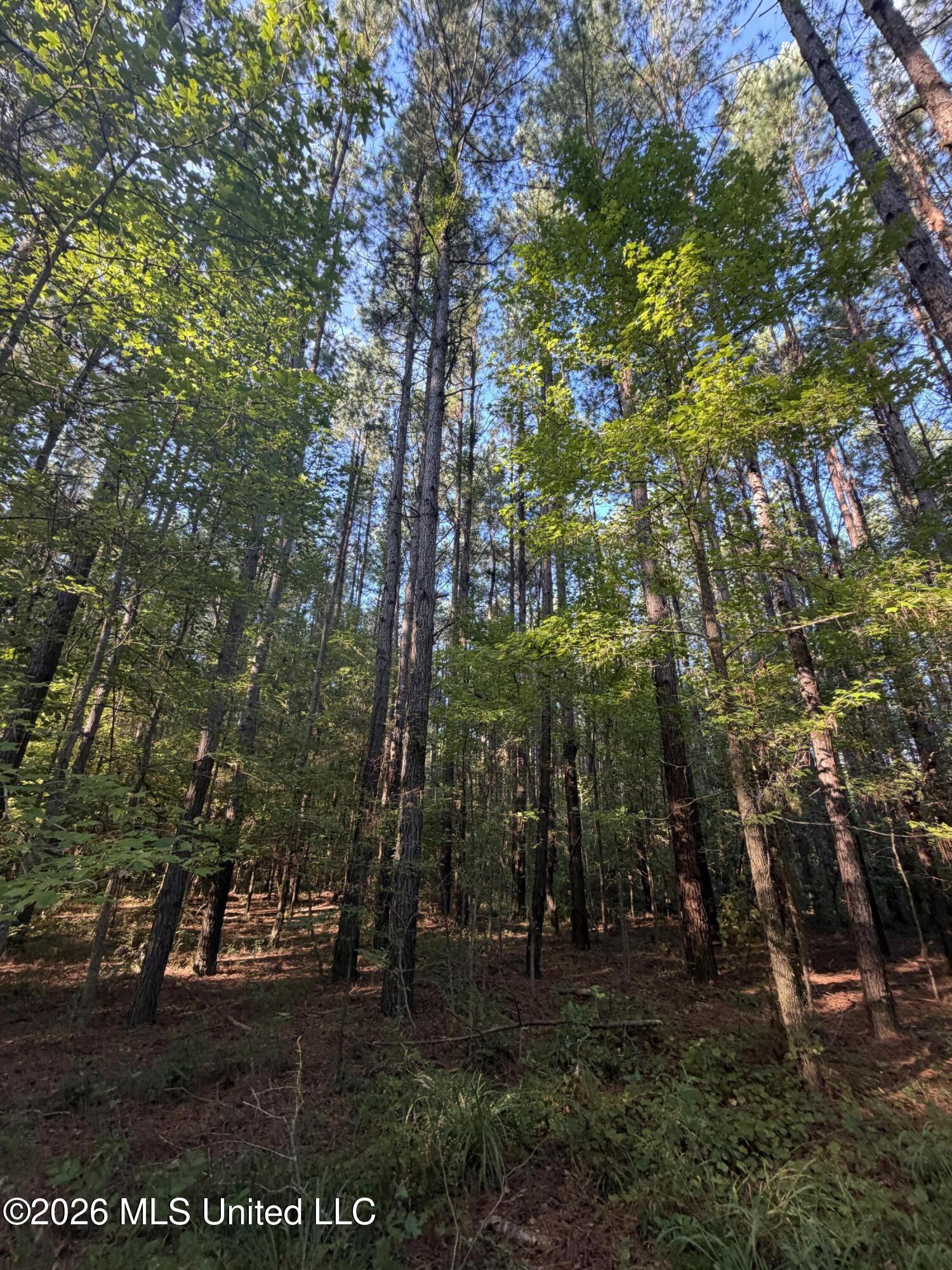 5582 White Apple Road Property Photo 43