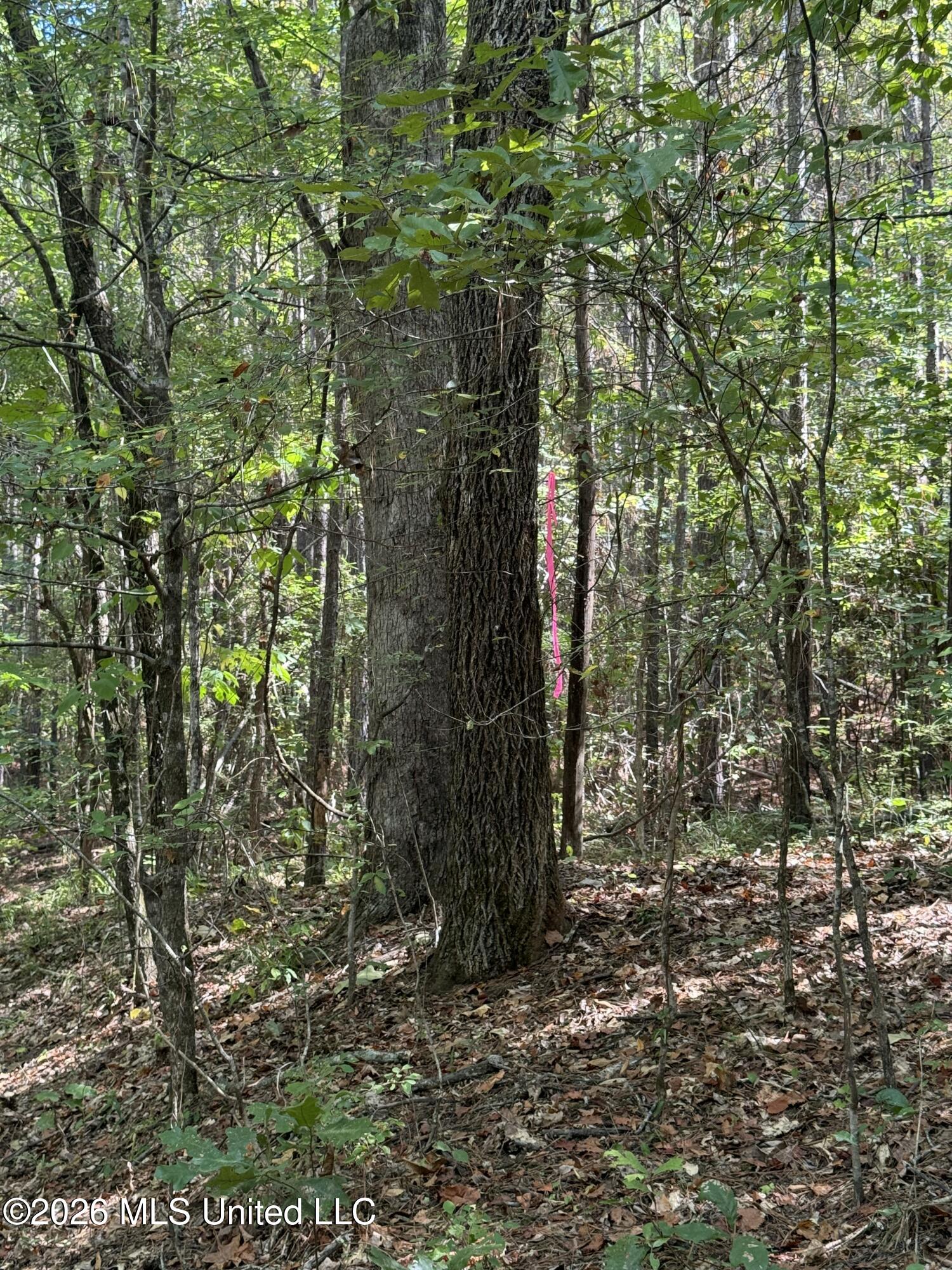 Ratliff Ferry Road Property Photo 4