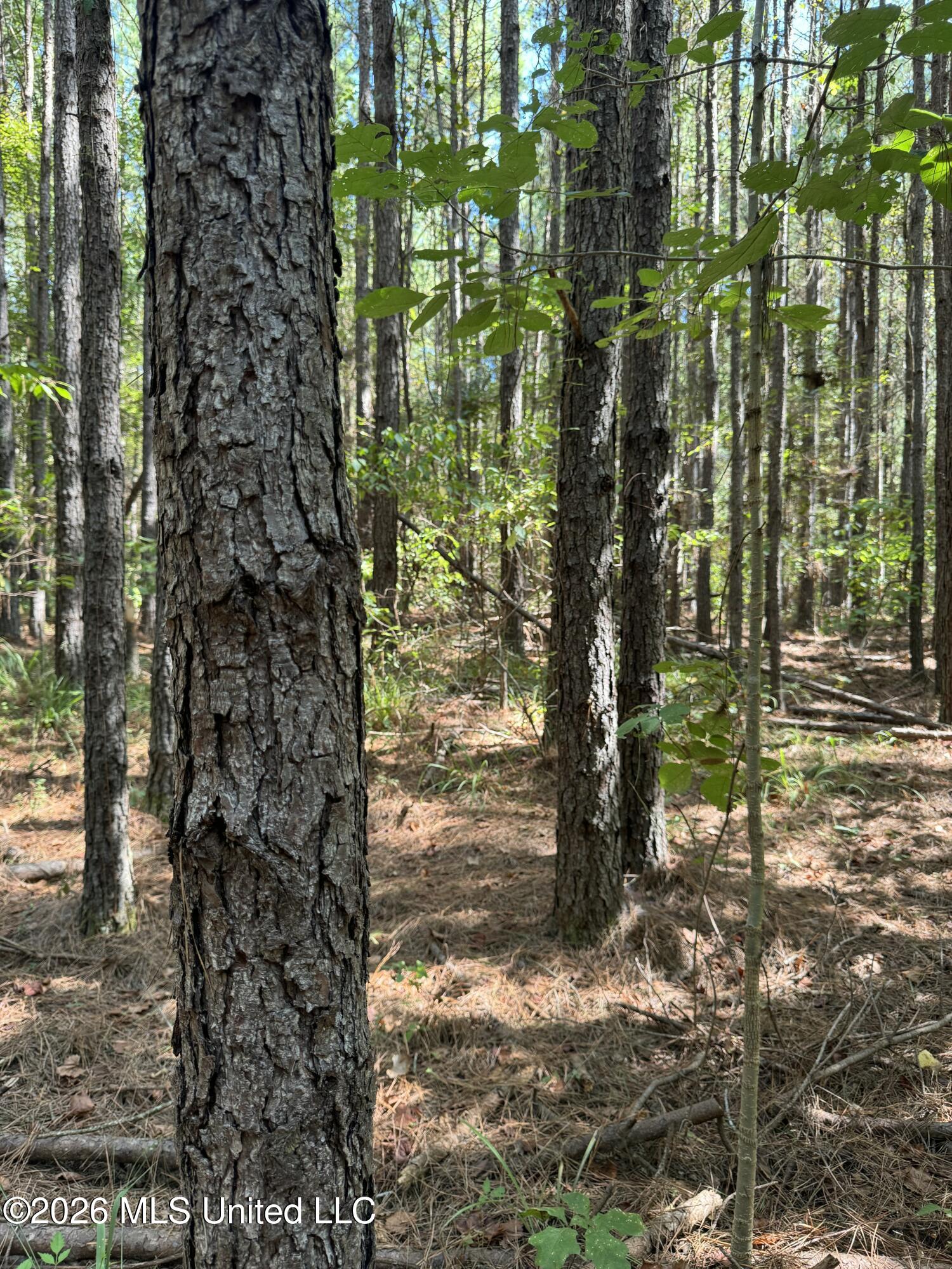 Ratliff Ferry Road Property Photo 9