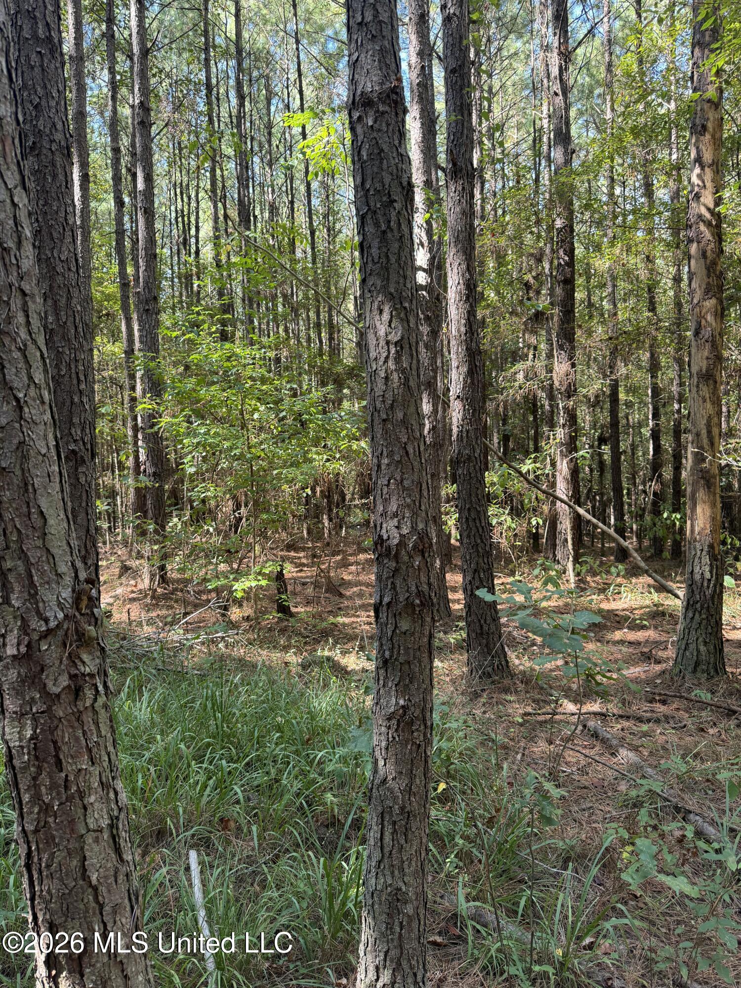 Ratliff Ferry Road Property Photo 10