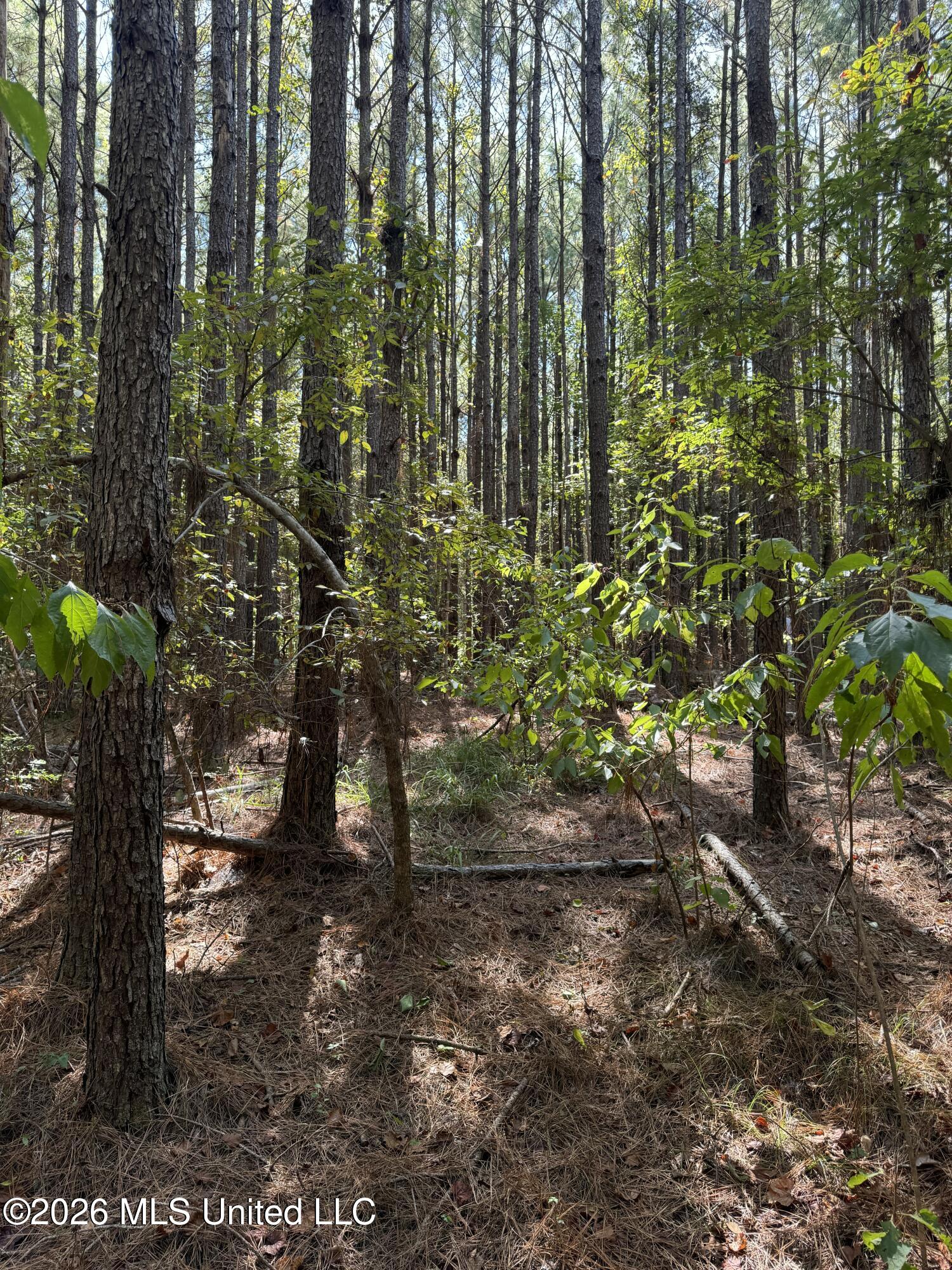 Ratliff Ferry Road Property Photo 11