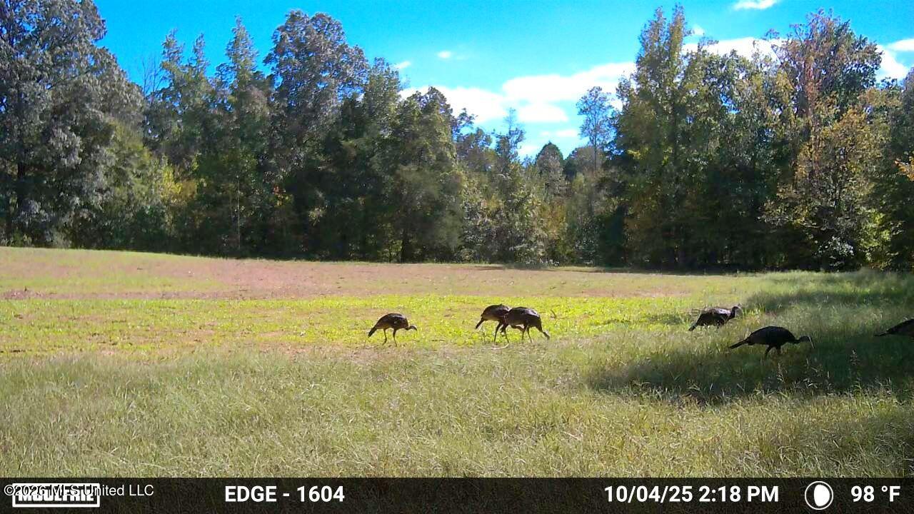 1765 Chapel Town Road Property Photo 135