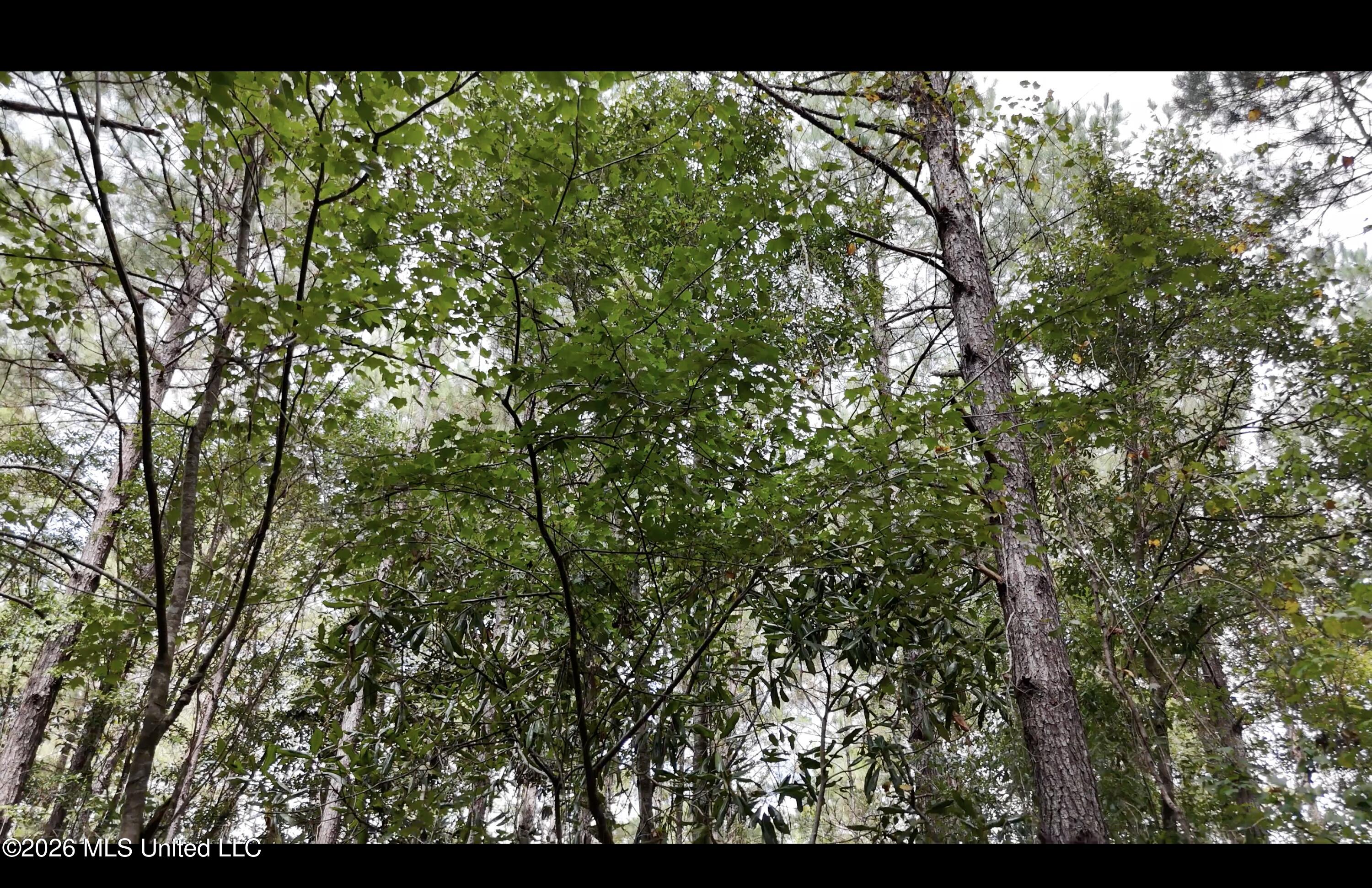 Frank Murphy Road Property Photo 17