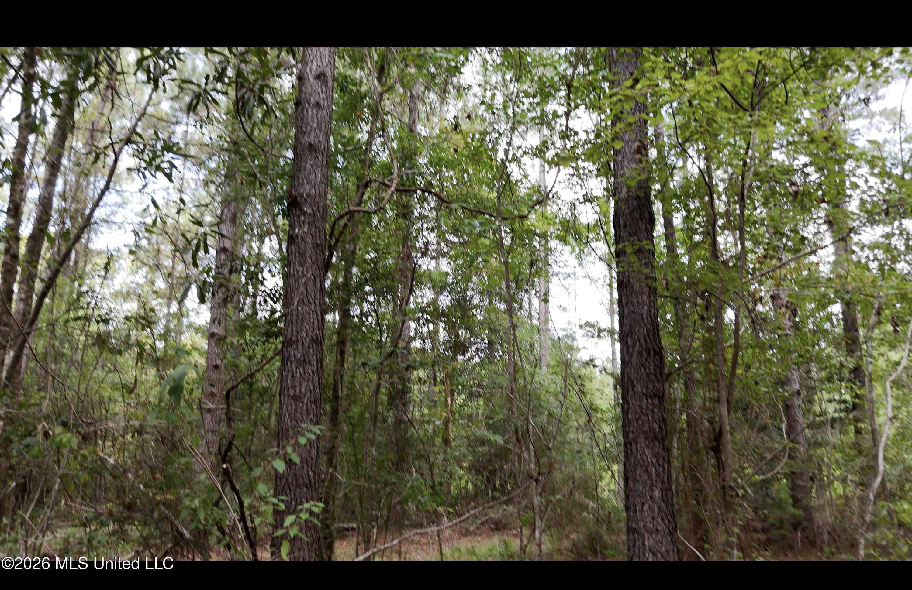 Frank Murphy Road Property Photo 18