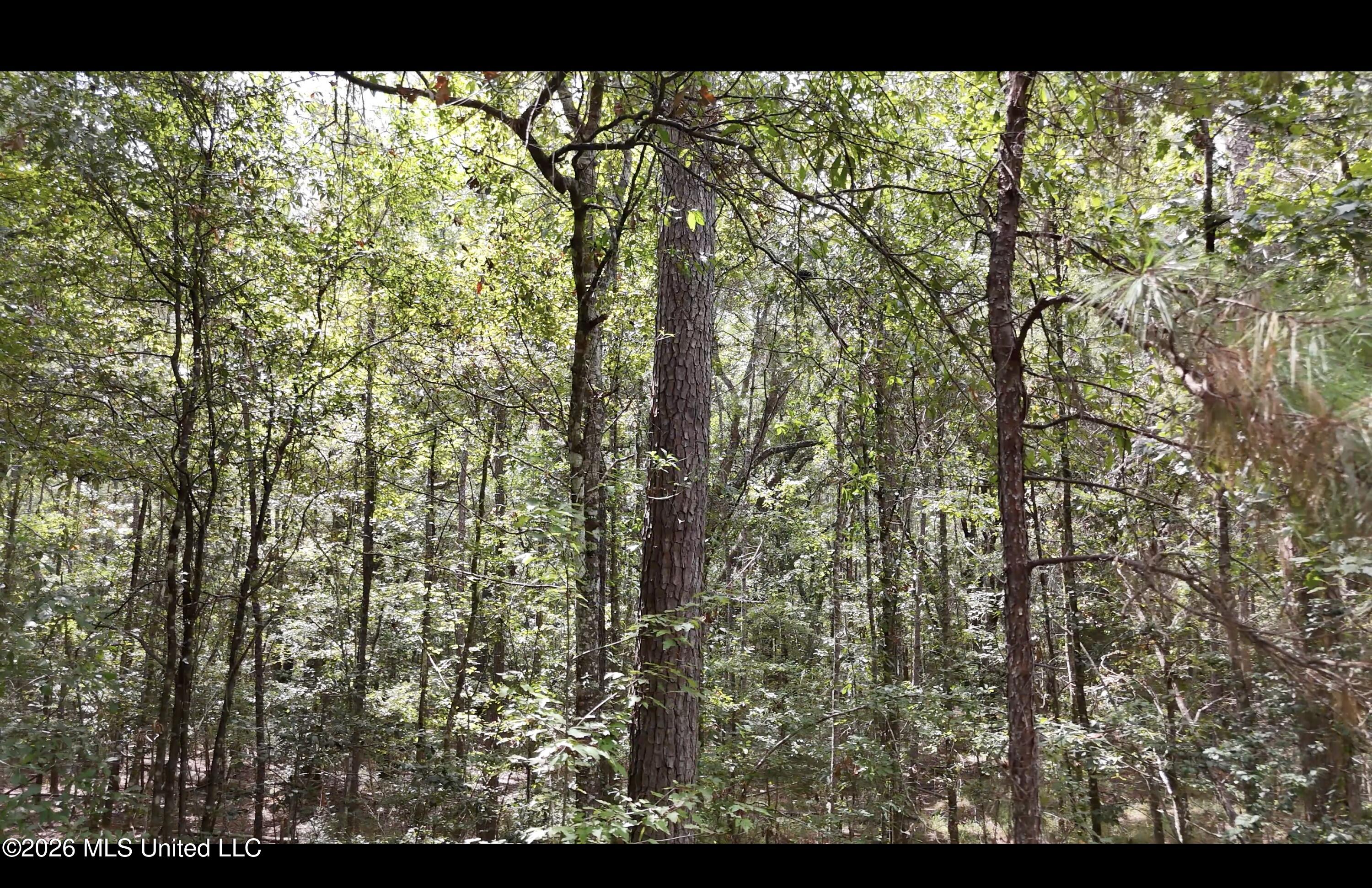 Frank Murphy Road Property Photo 27