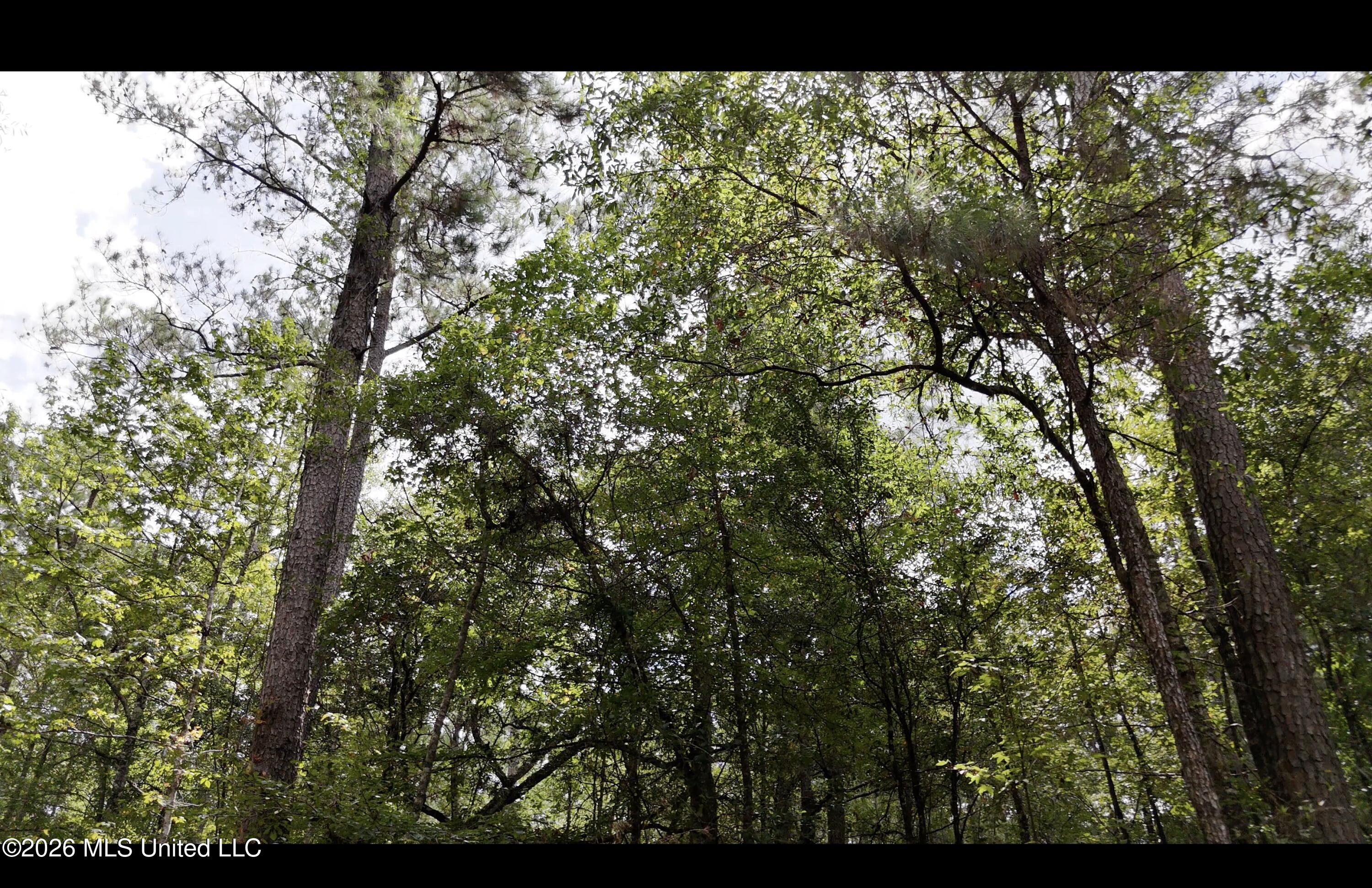 Frank Murphy Road Property Photo 28