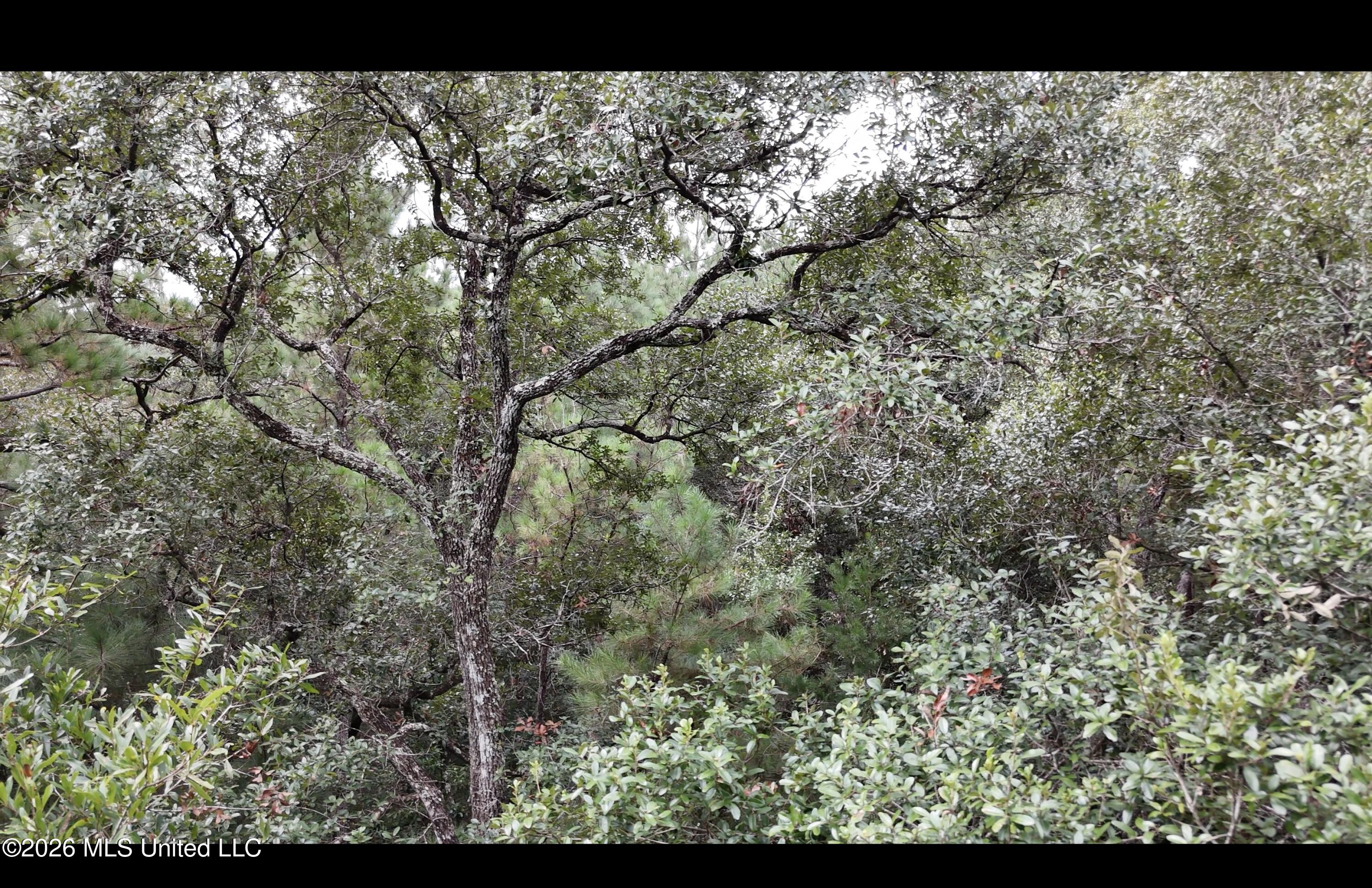 Frank Murphy Road Property Photo 31