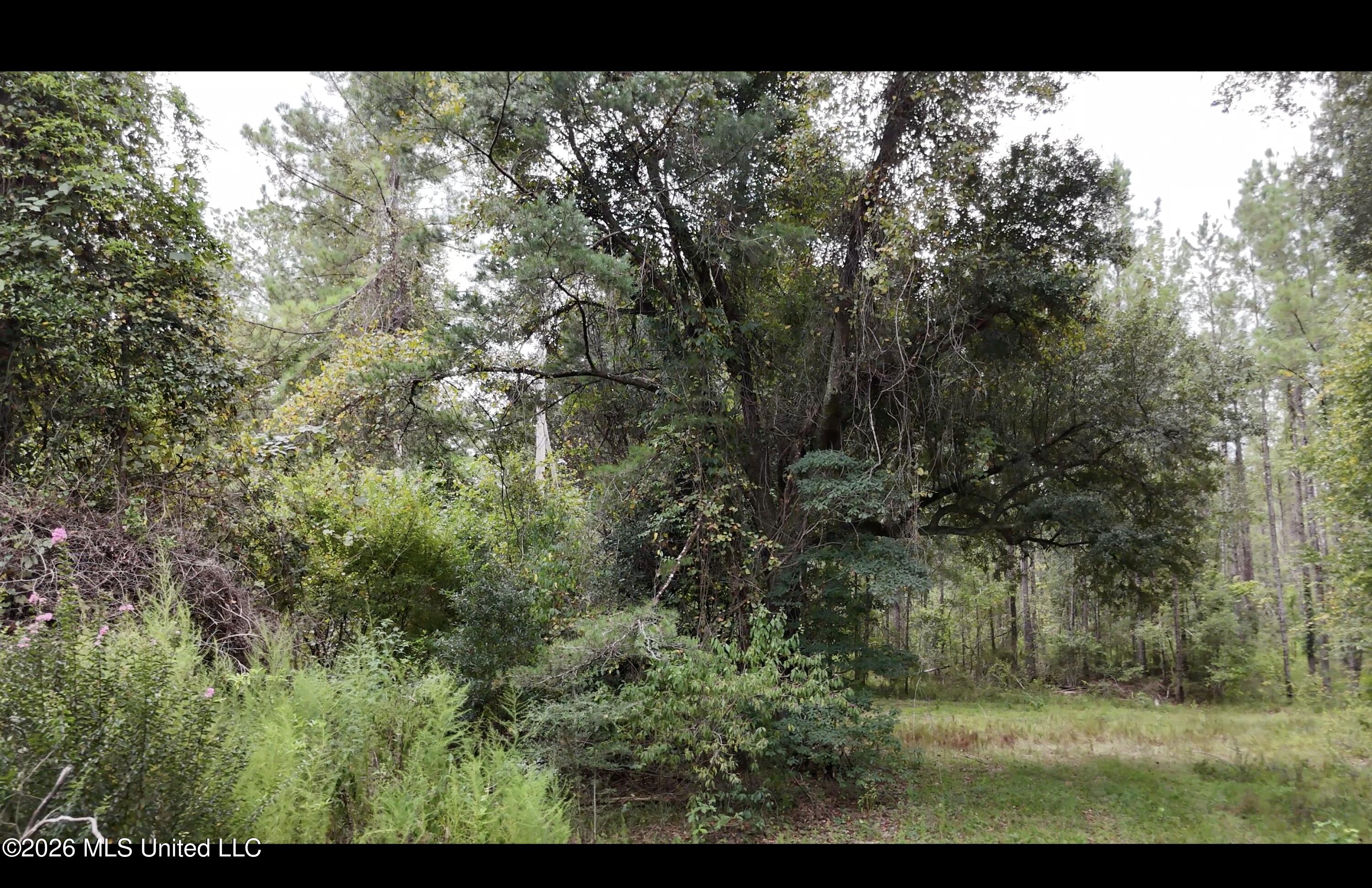 Frank Murphy Road Property Photo 38