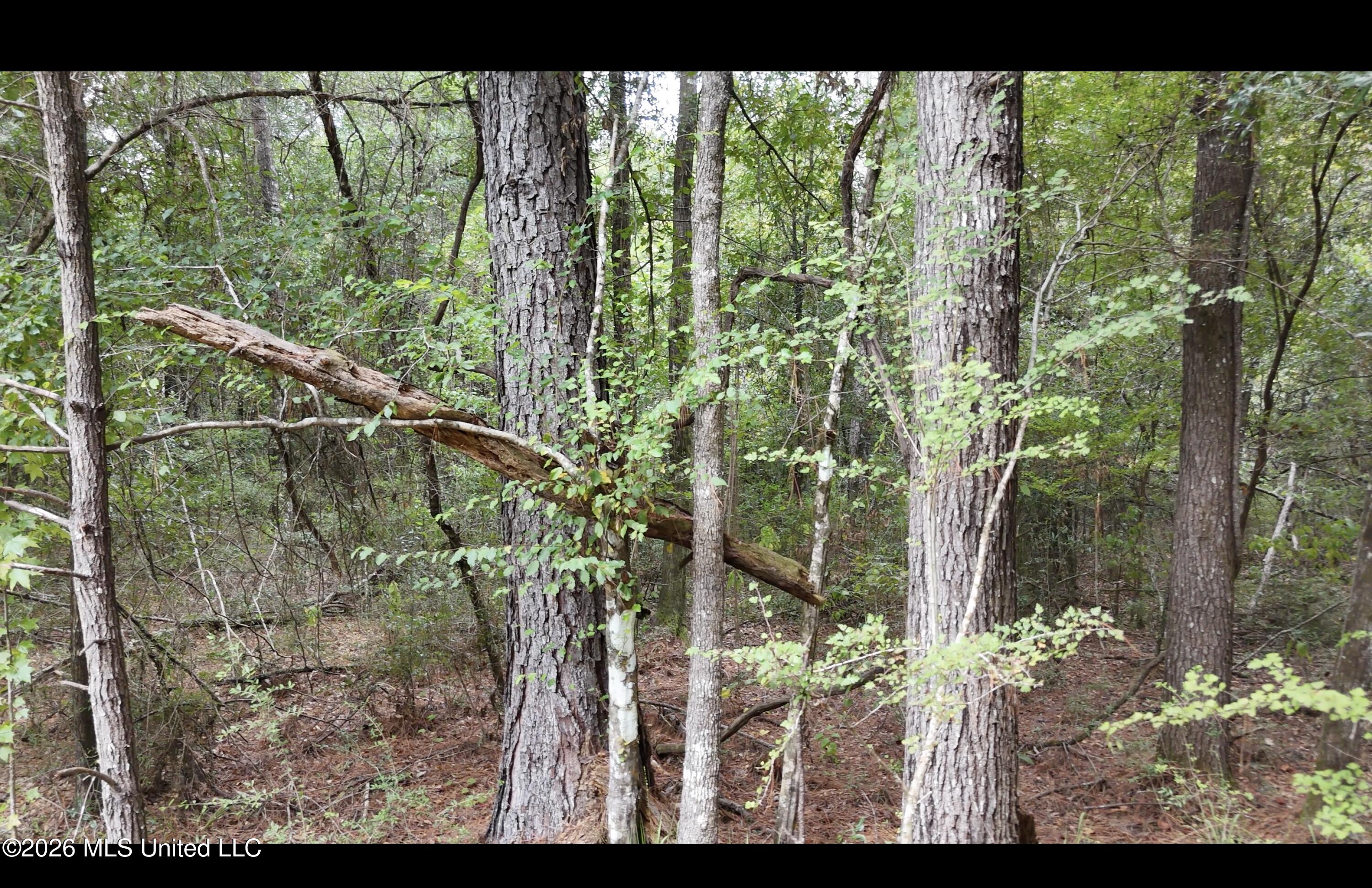 Frank Murphy Road Property Photo 39