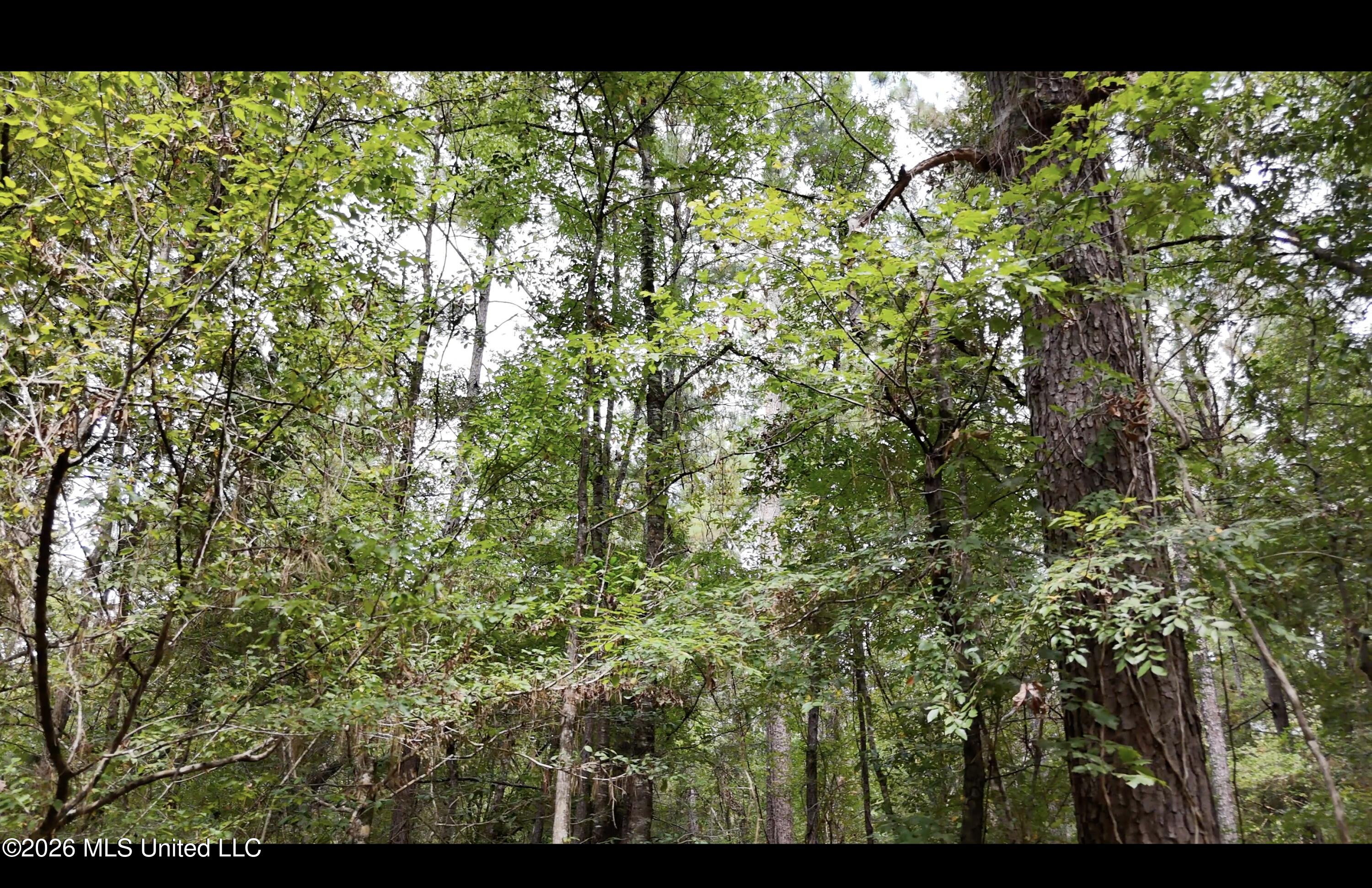 Frank Murphy Road Property Photo 40