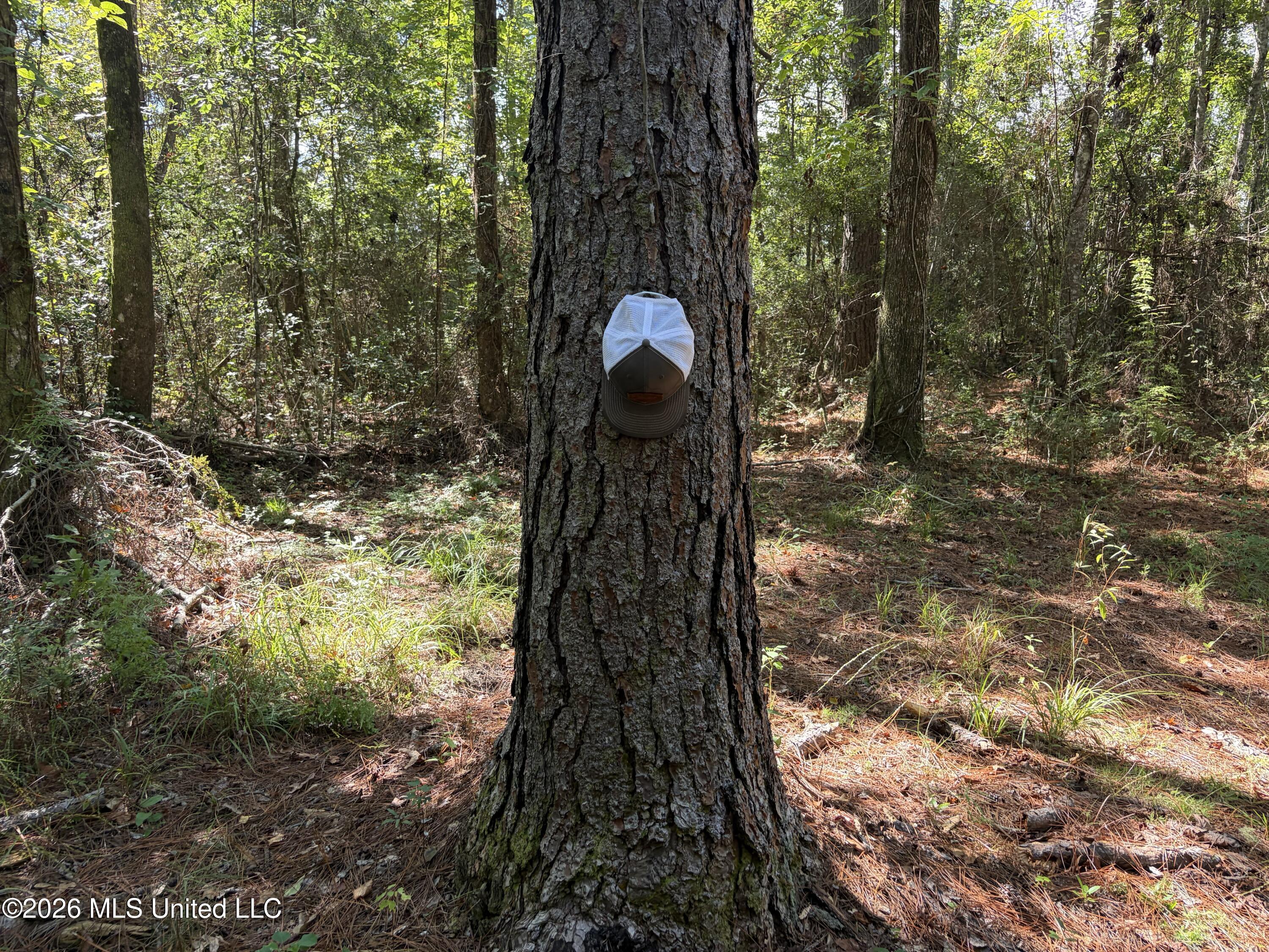 Rayford Shumock Road Property Photo 5