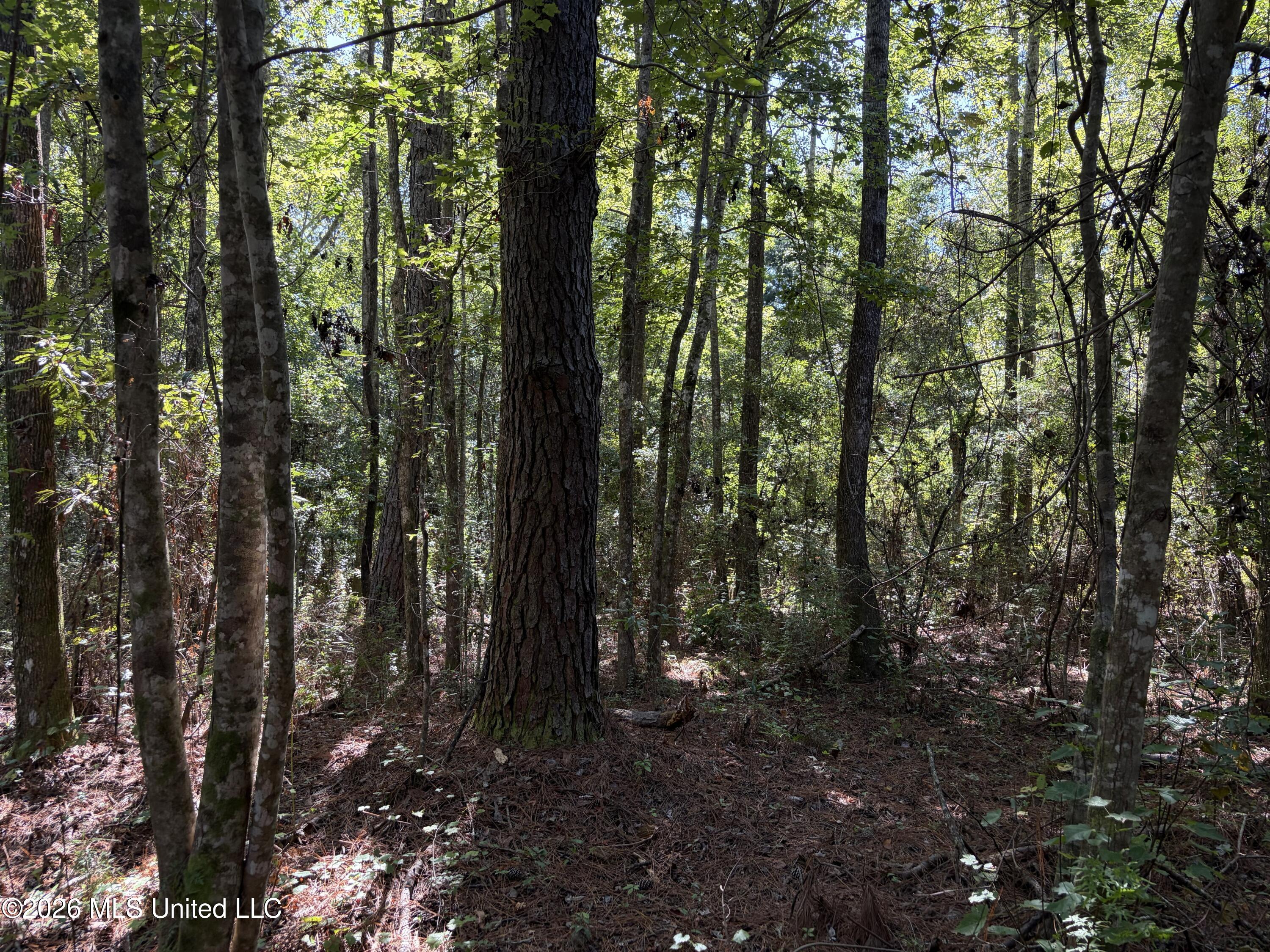 Rayford Shumock Road Property Photo 6
