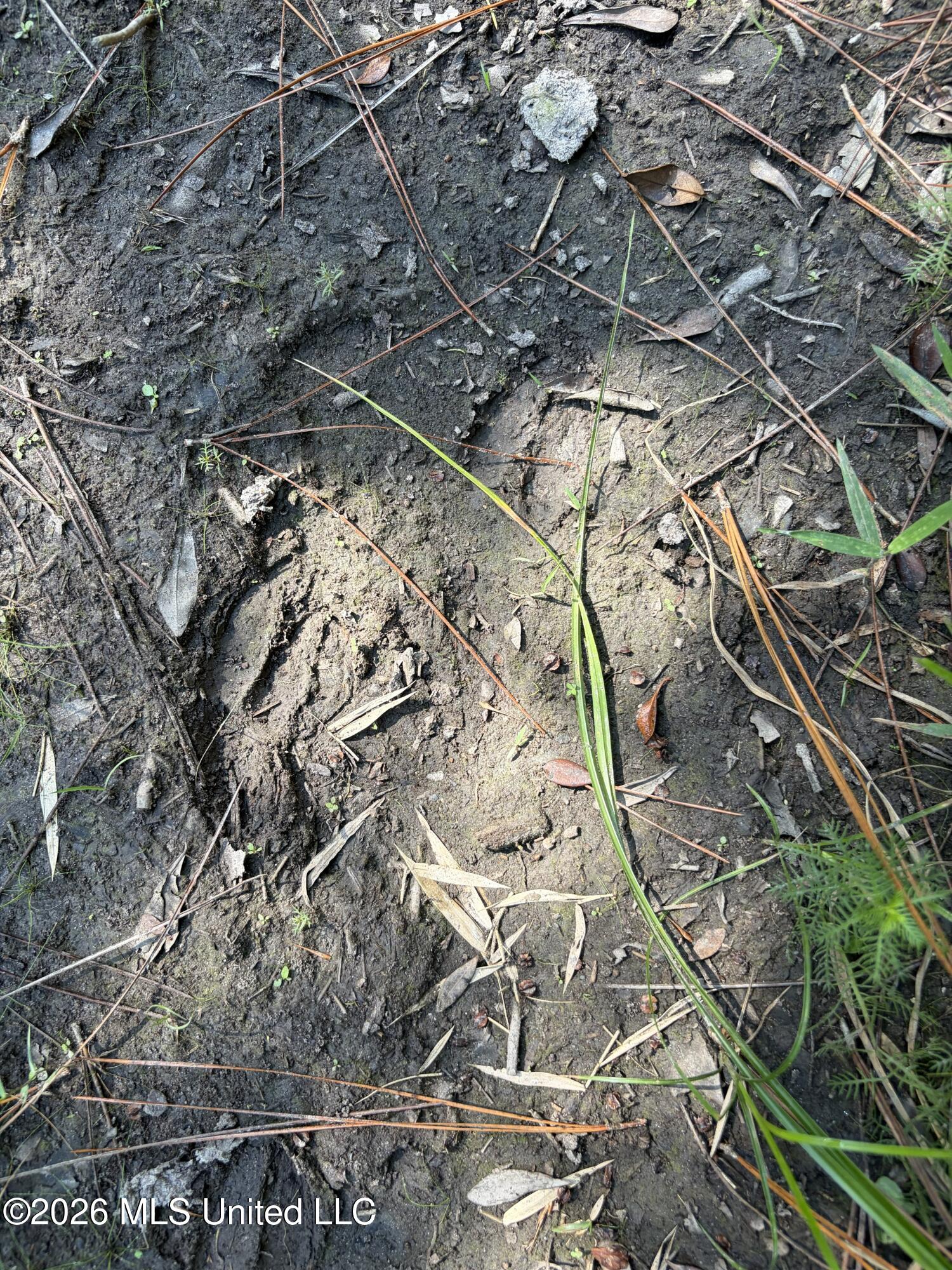 Rayford Shumock Road Property Photo 9