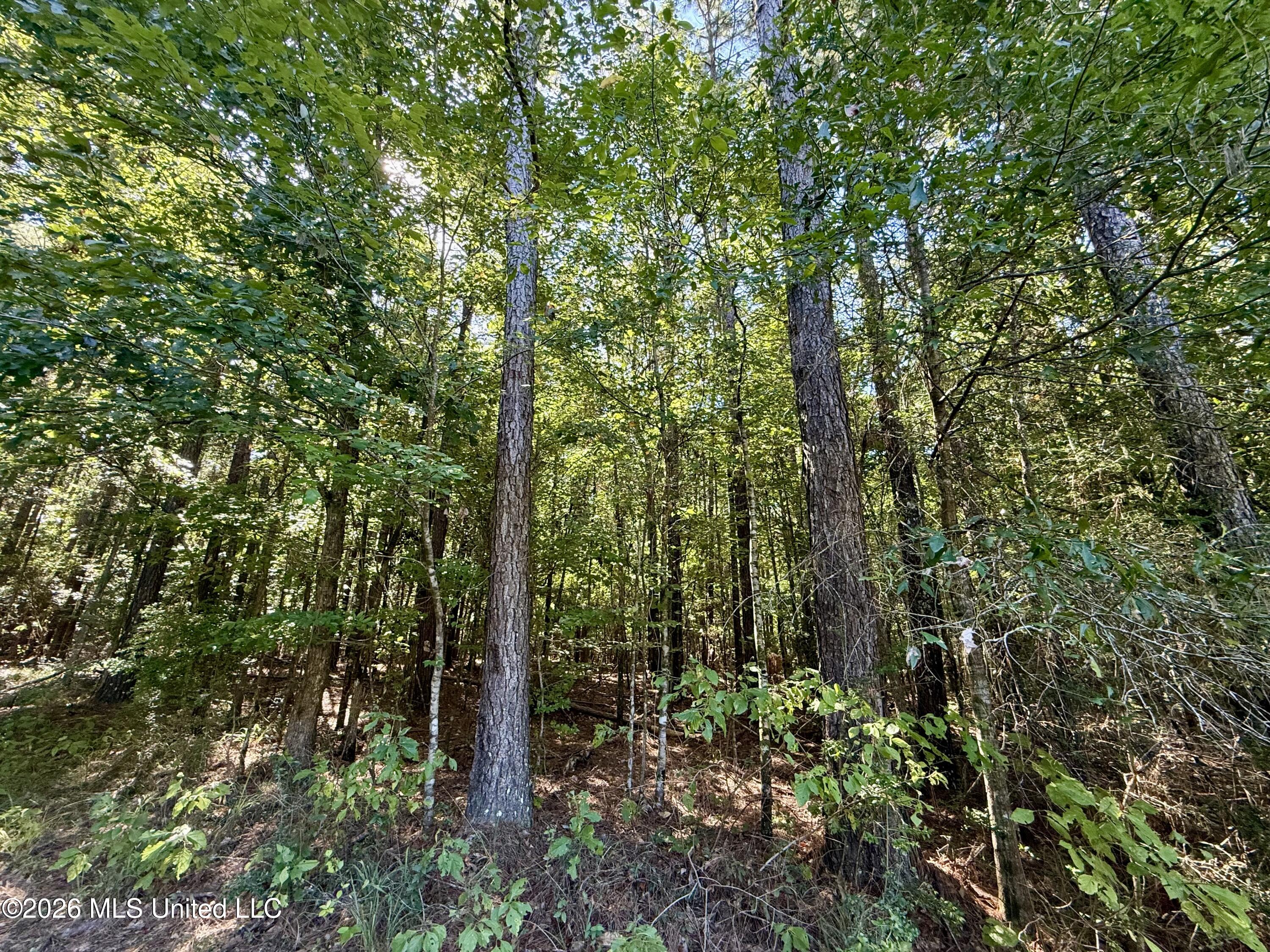 Burt Jordan Road Property Photo 4