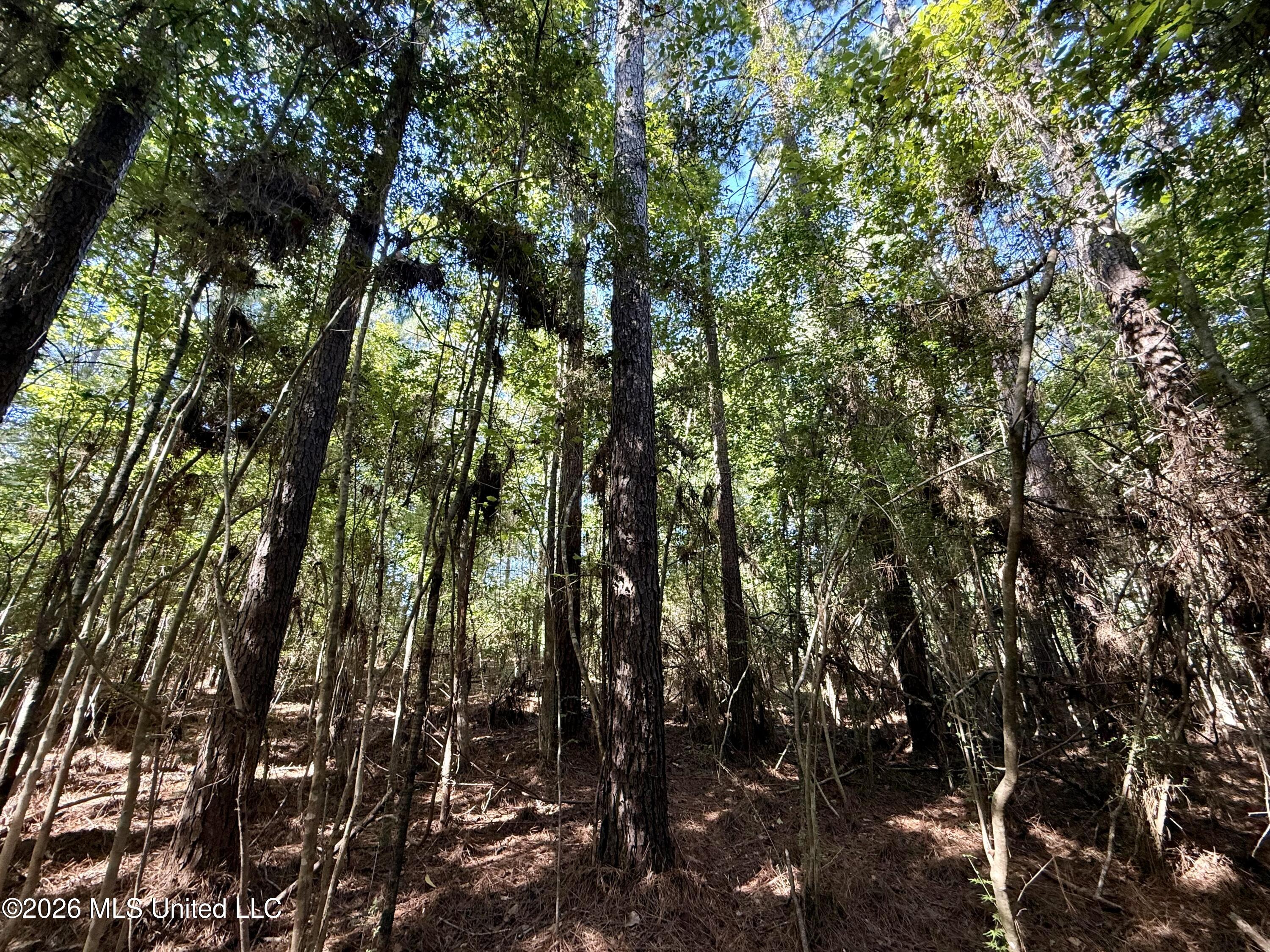 Burt Jordan Road Property Photo 6
