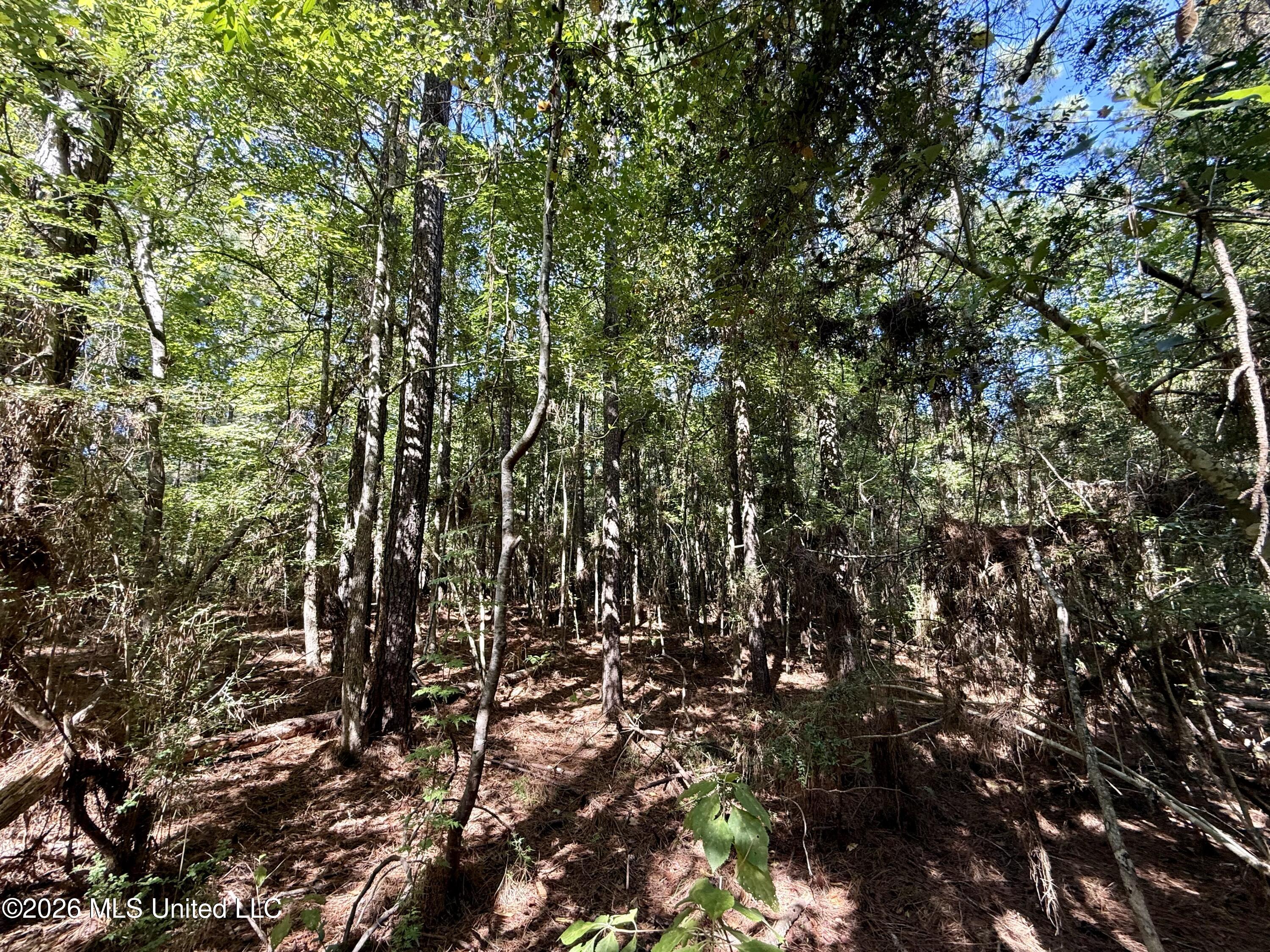 Burt Jordan Road Property Photo 13