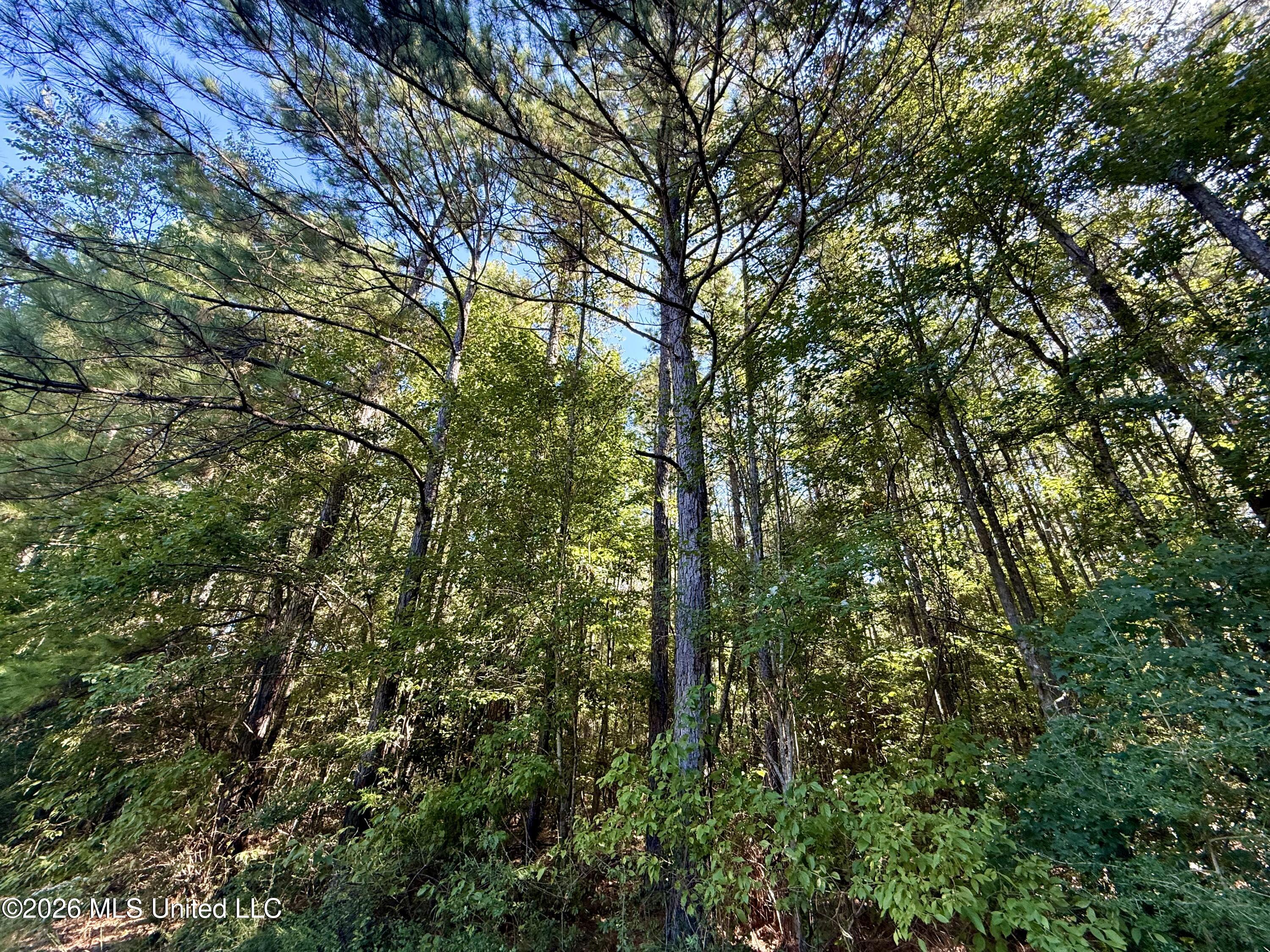 Burt Jordan Road Property Photo 16