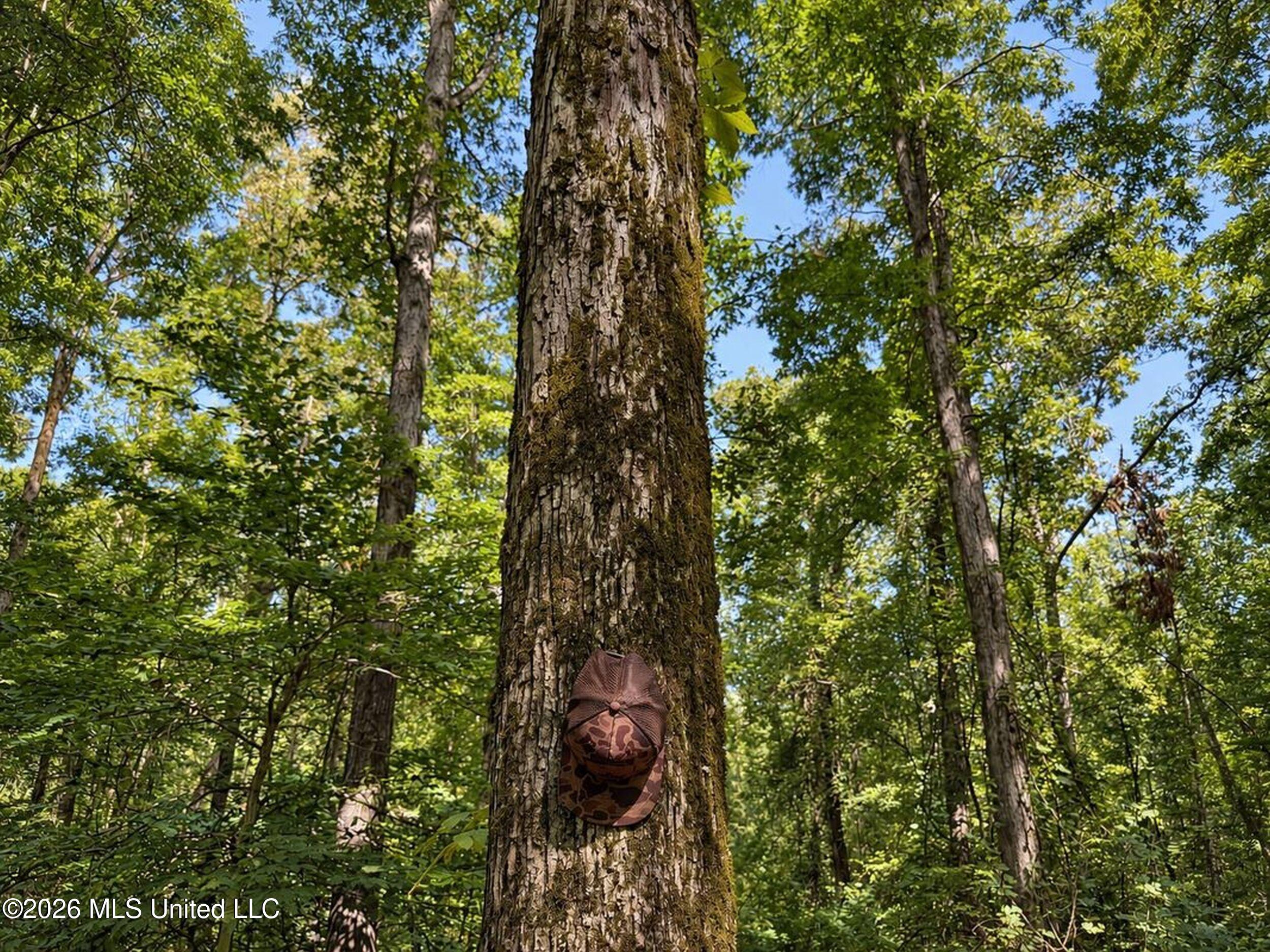 173 Cascilla Road Property Photo 12