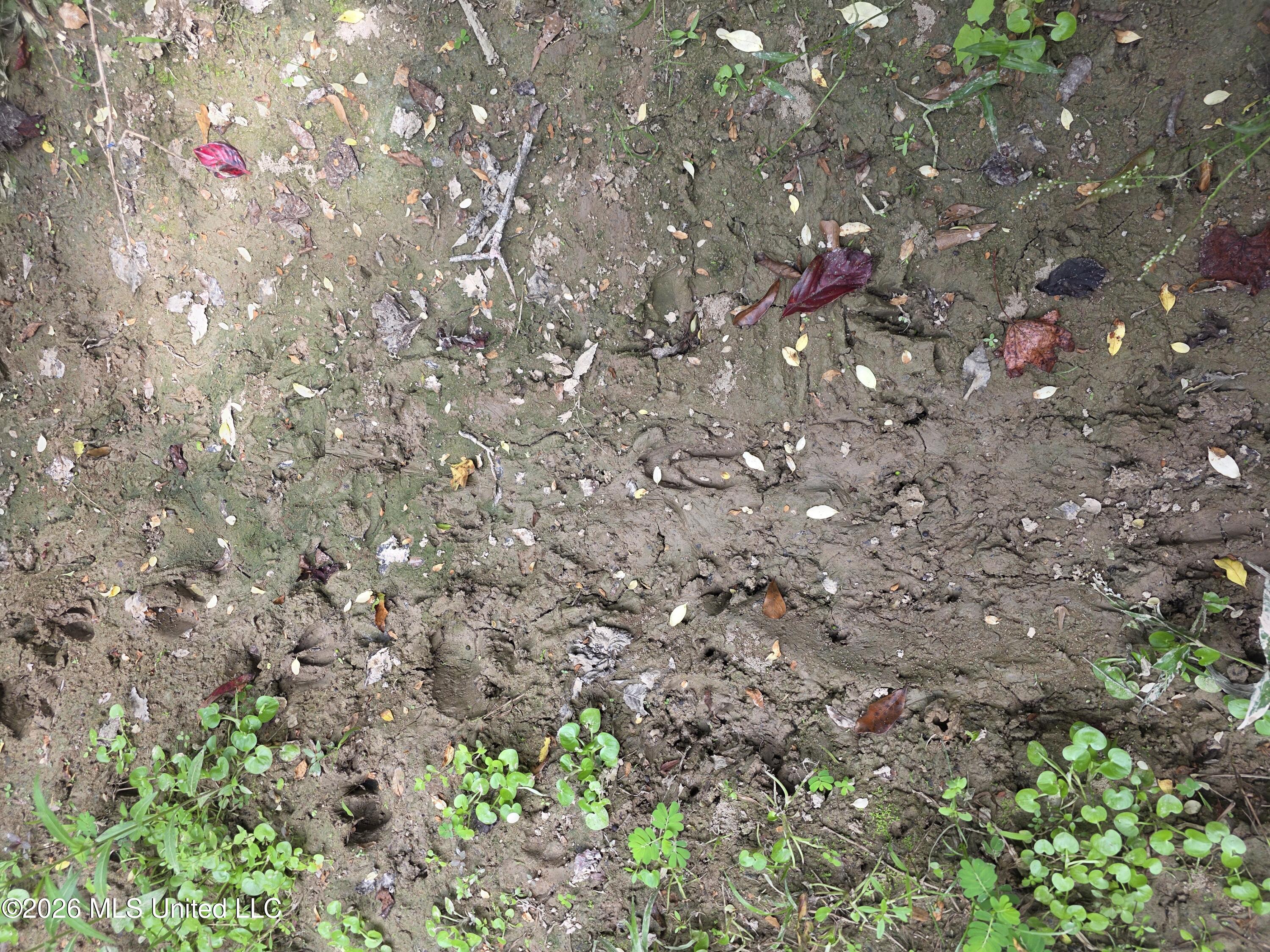 Bogue Chitto Road Property Photo 12