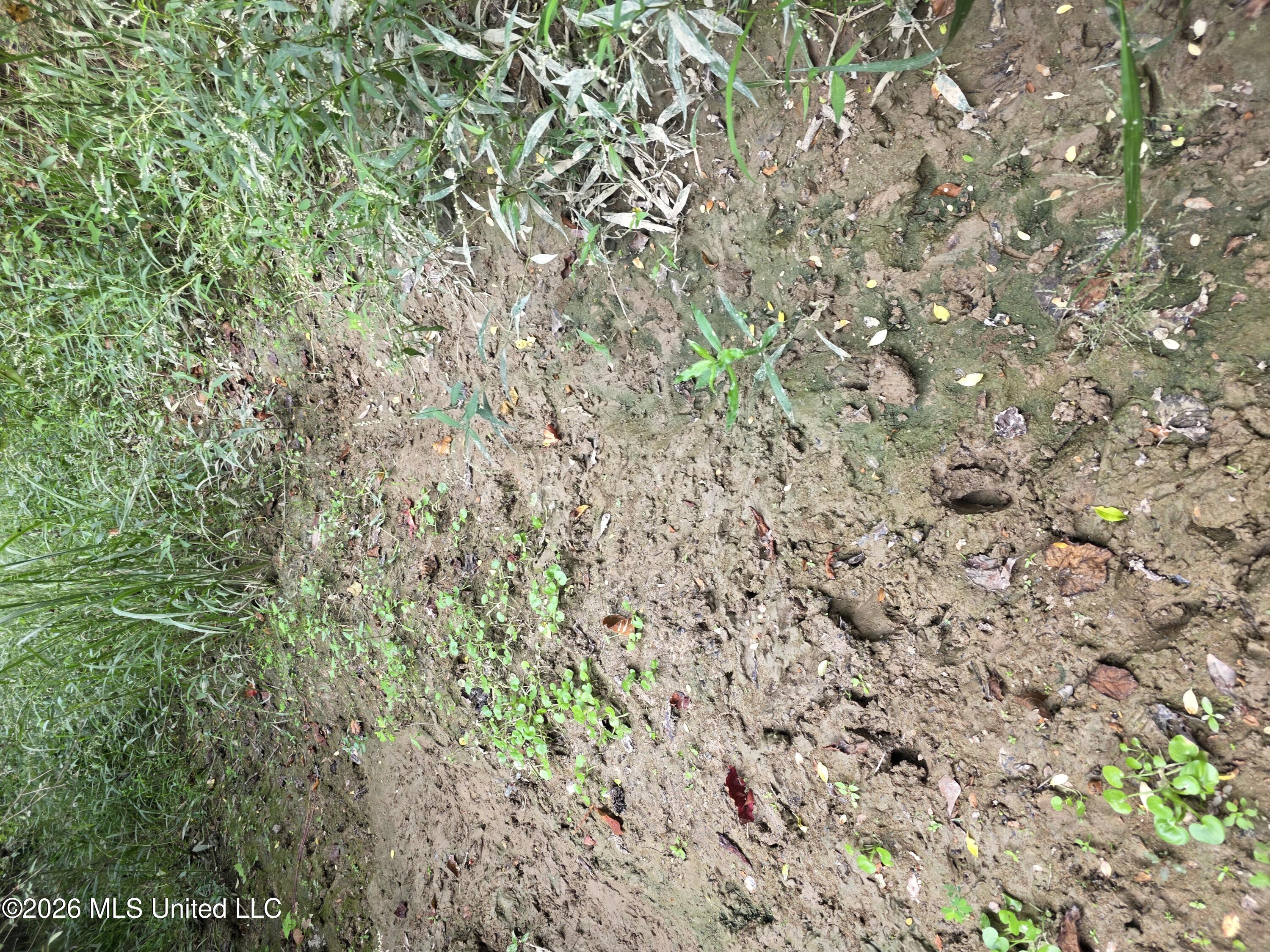 Bogue Chitto Road Property Photo 13