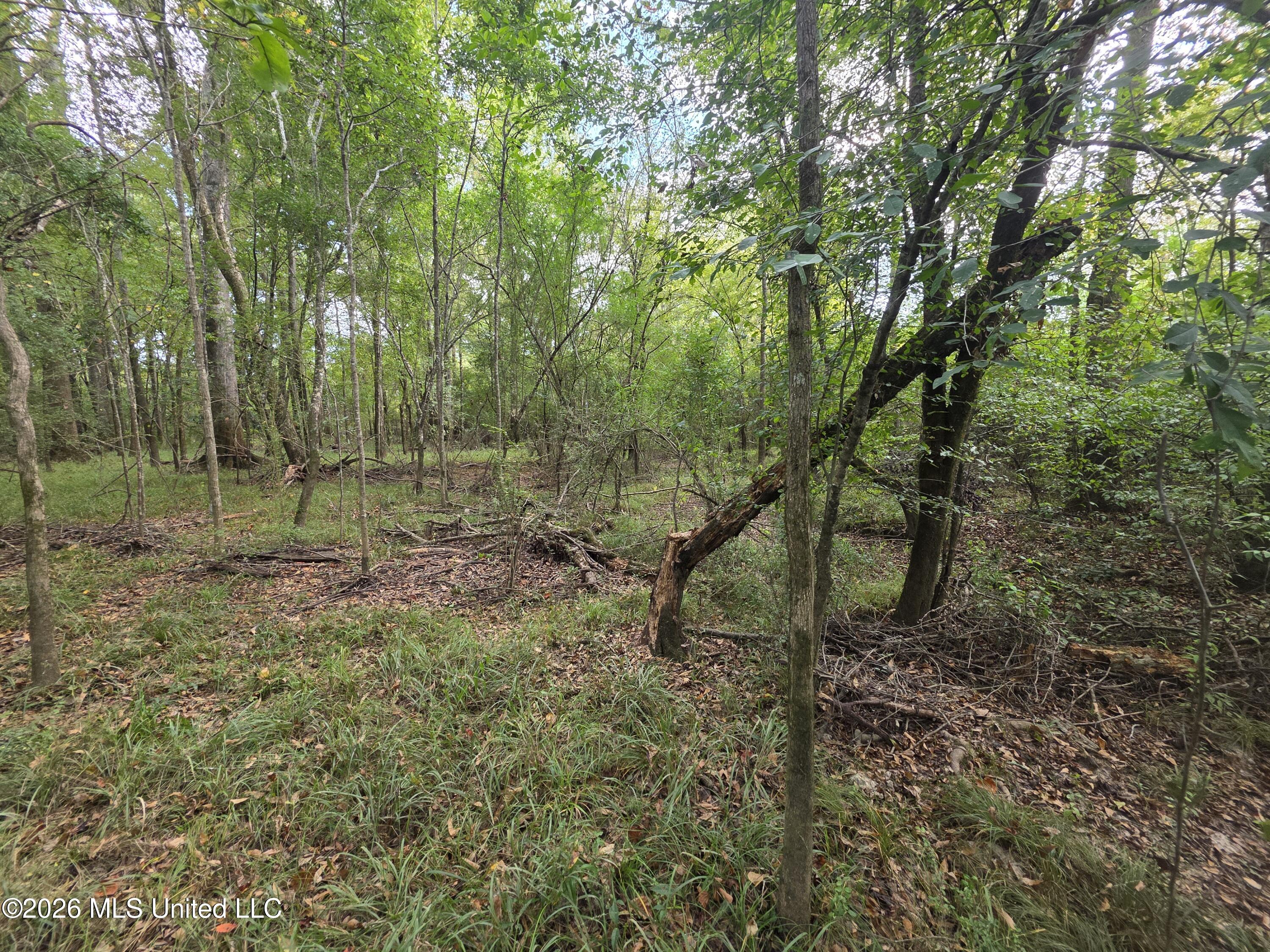 Bogue Chitto Road Property Photo 14
