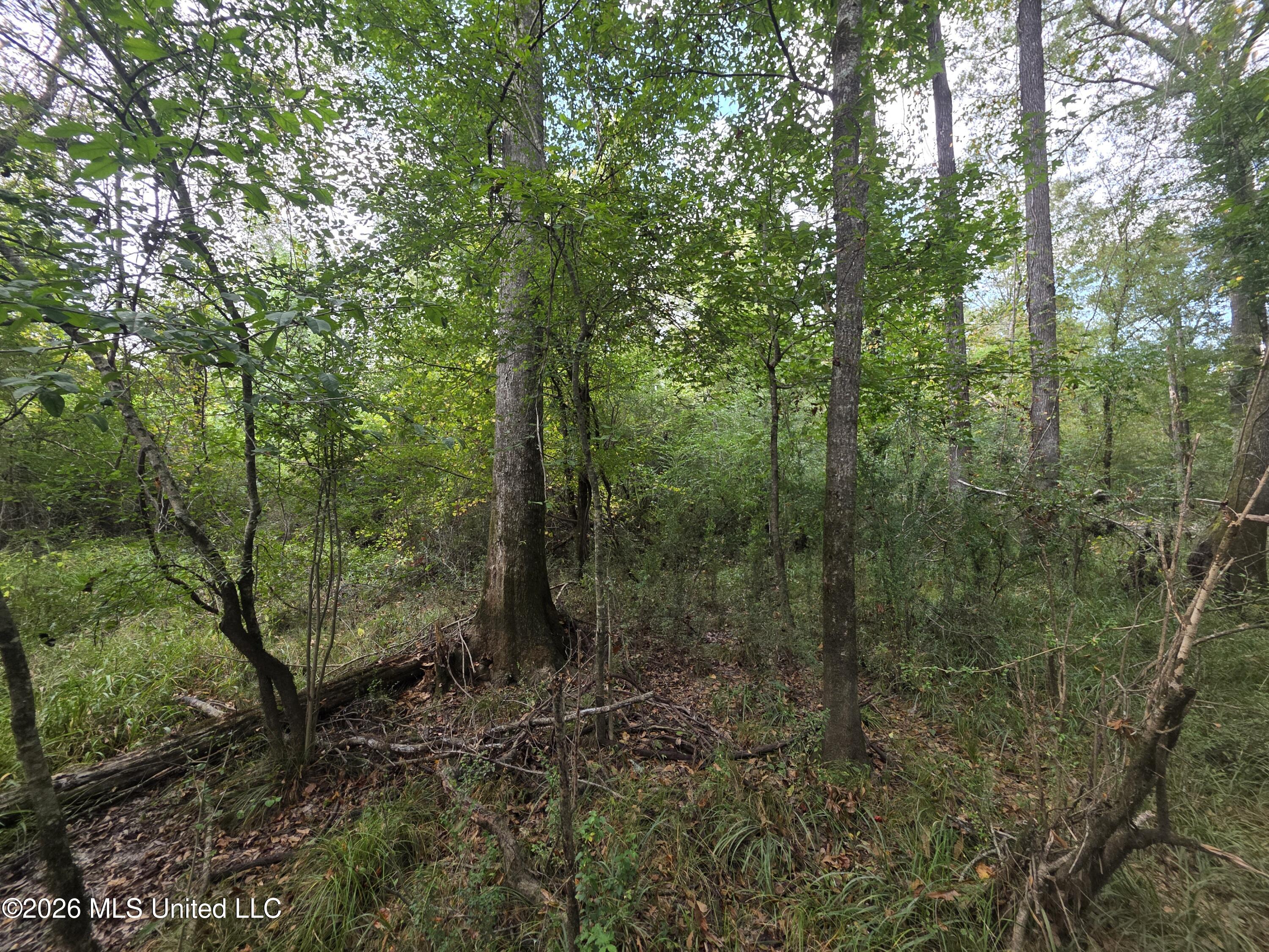 Bogue Chitto Road Property Photo 19