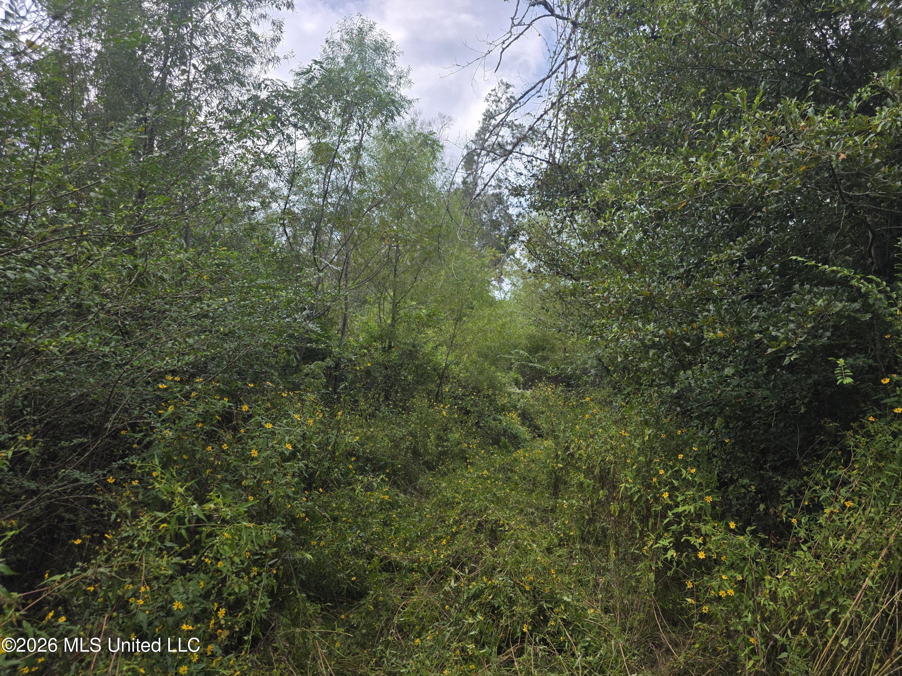 Bogue Chitto Road Property Photo 21