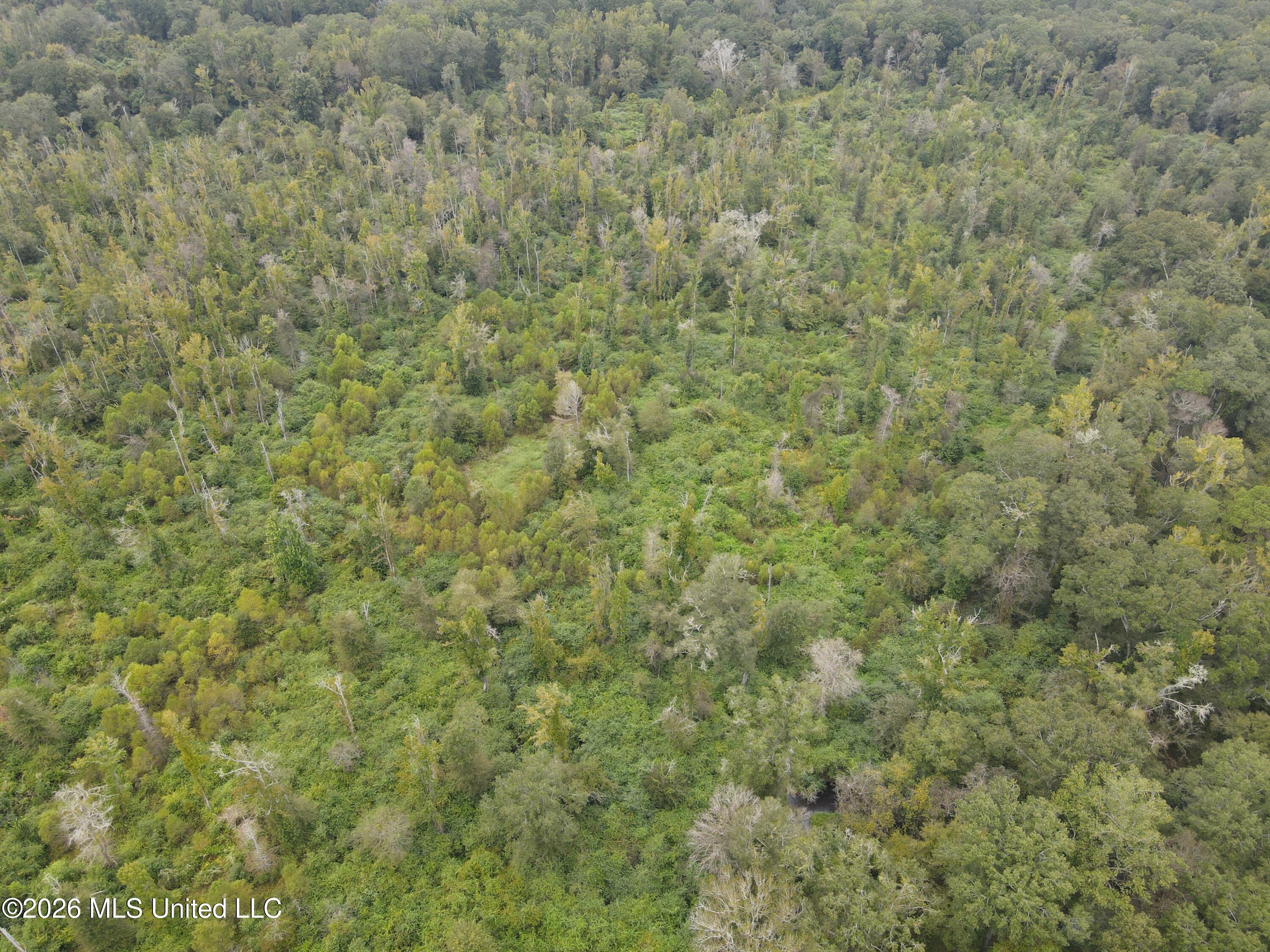 Bogue Chitto Road Property Photo 22