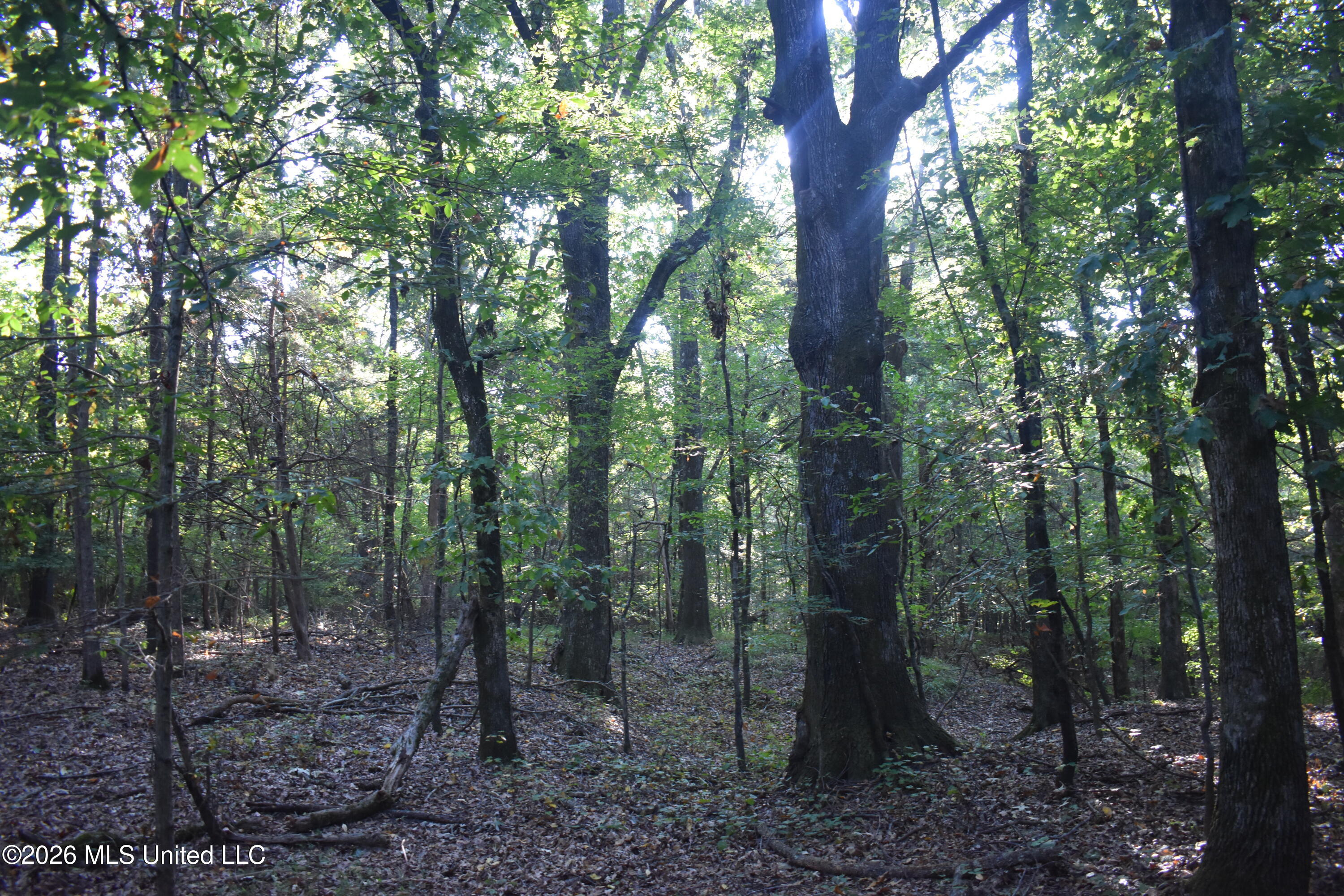 390 Old Panola Rd Property Photo 9