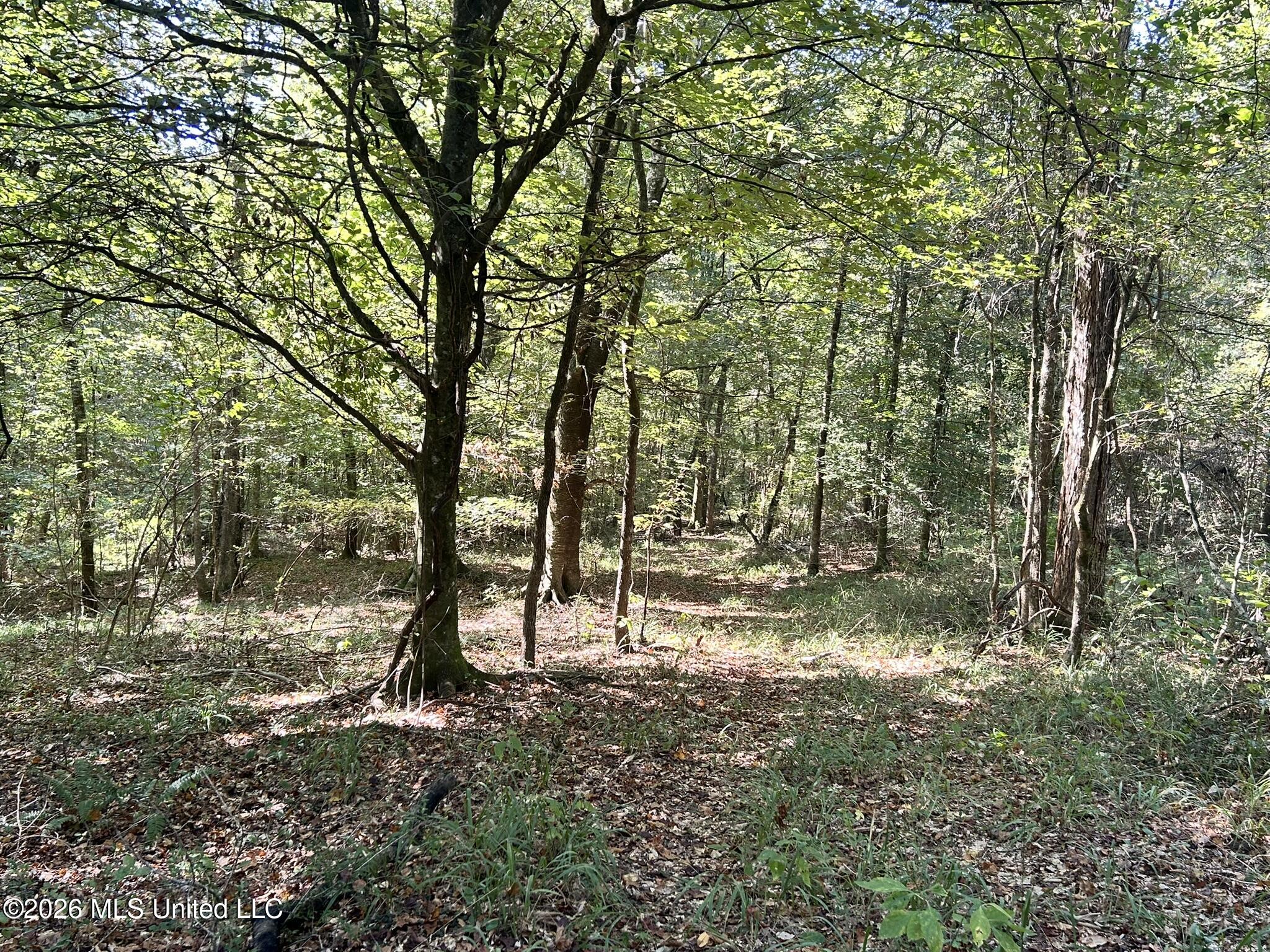 Dickey Mills Road Property Photo 12