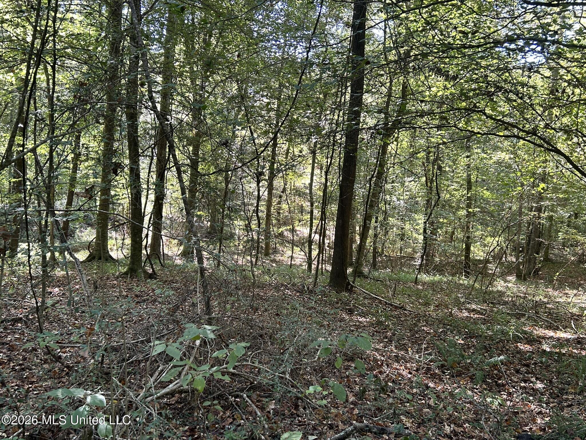 Dickey Mills Road Property Photo 13