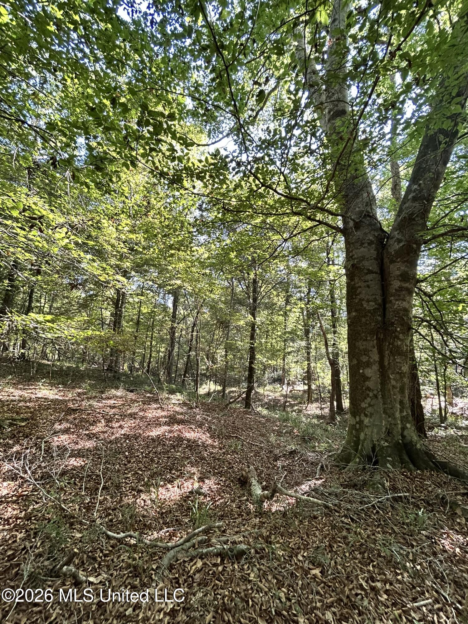 Dickey Mills Road Property Photo 16