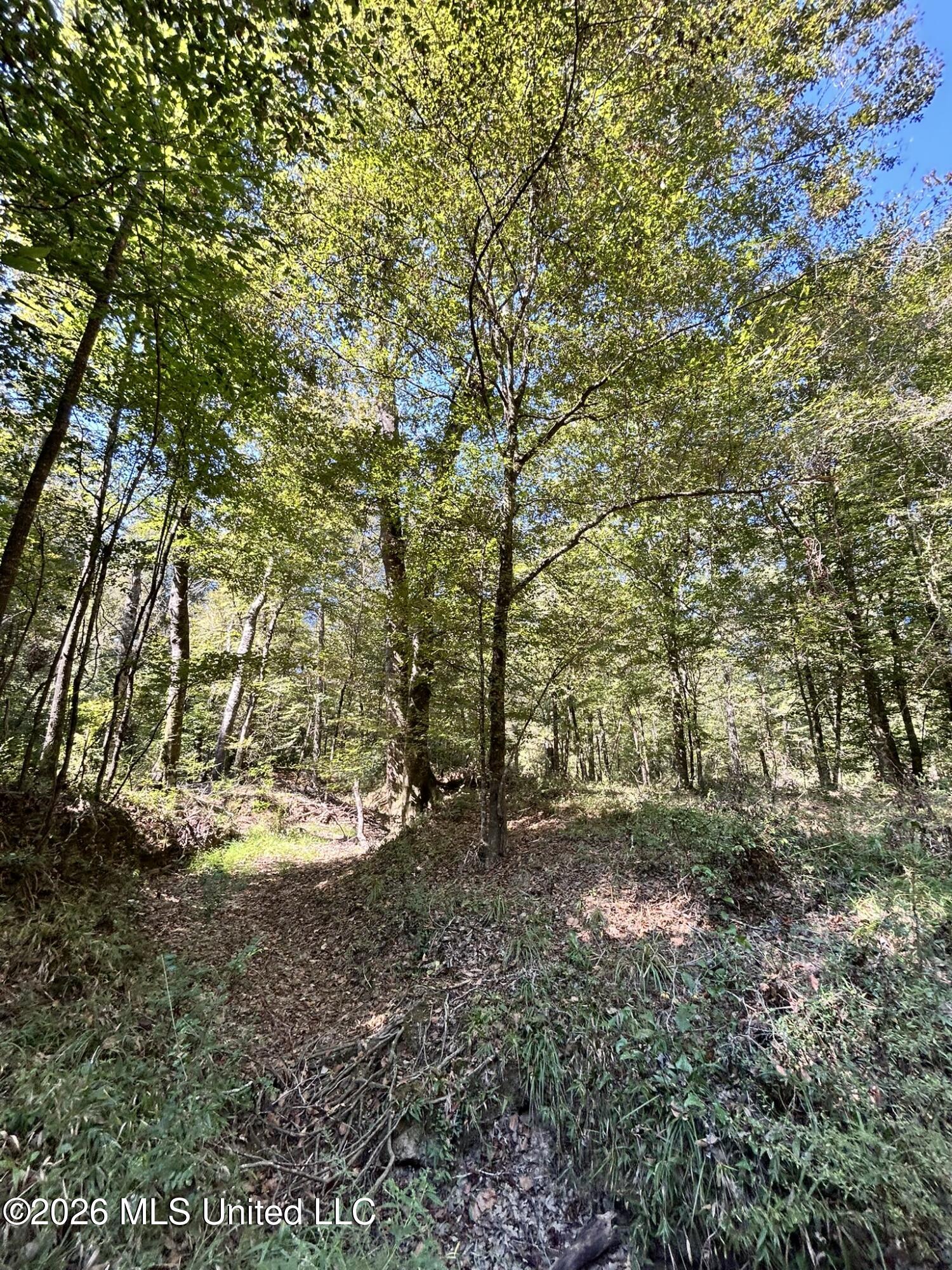 Dickey Mills Road Property Photo 44