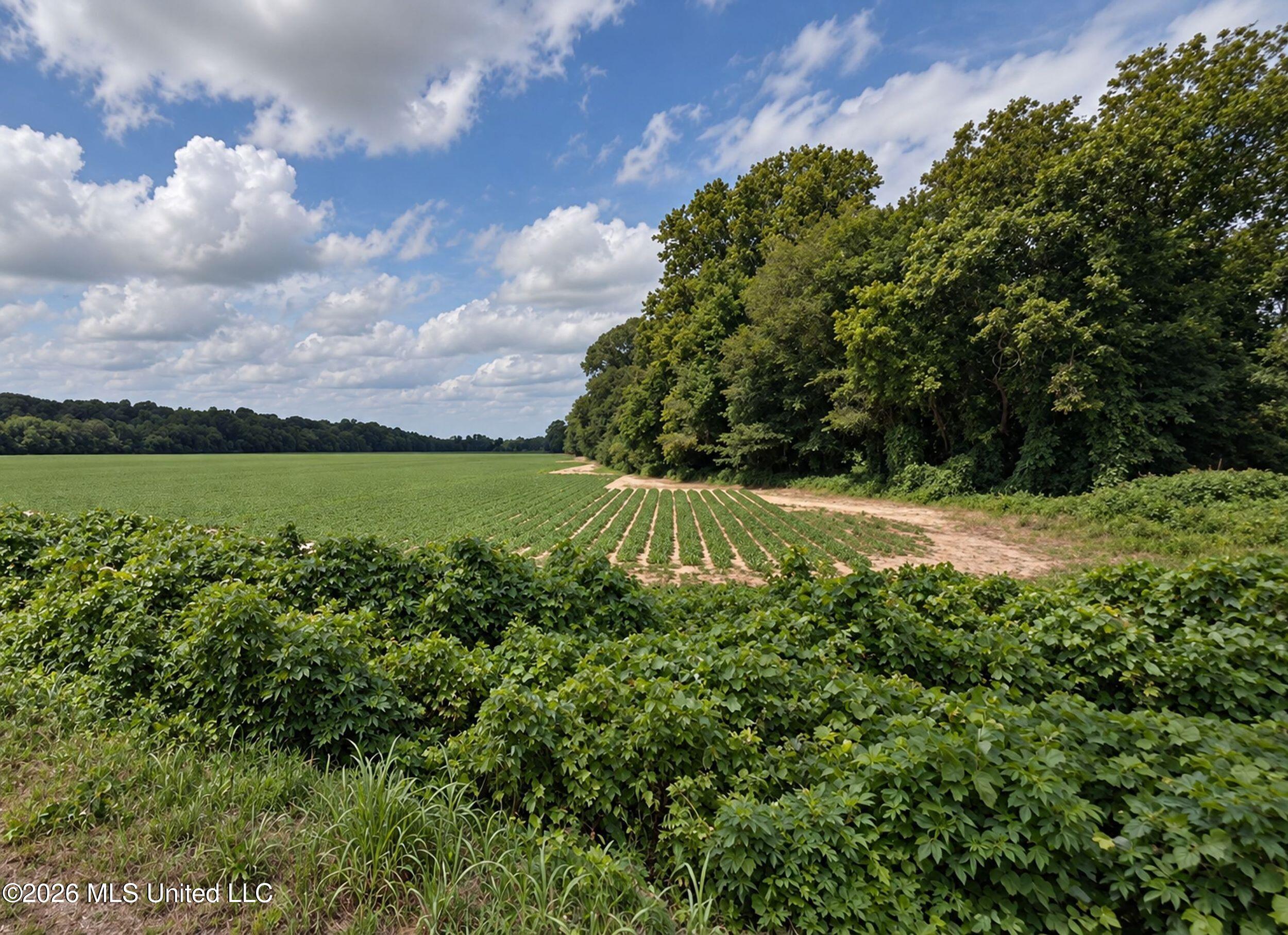 50 Ac Old Panola Road Property Photo 1